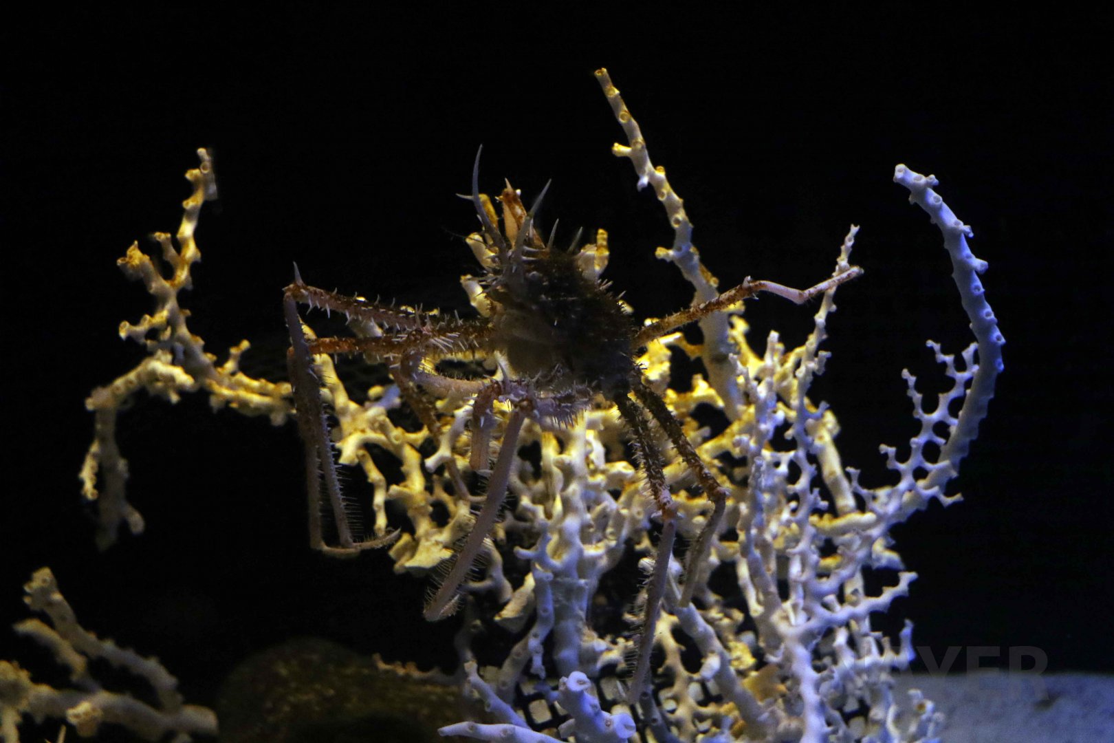 Pleistacantha oryx, October 2017