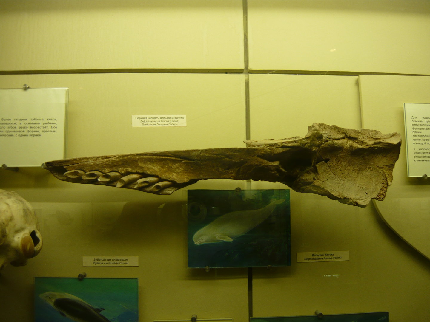 Pleistocene beluga whale skull fragment