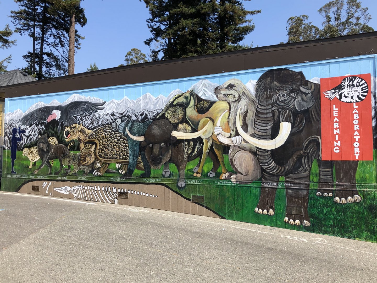 Pleistocene megafauna mural (HSU Natural History Museum)