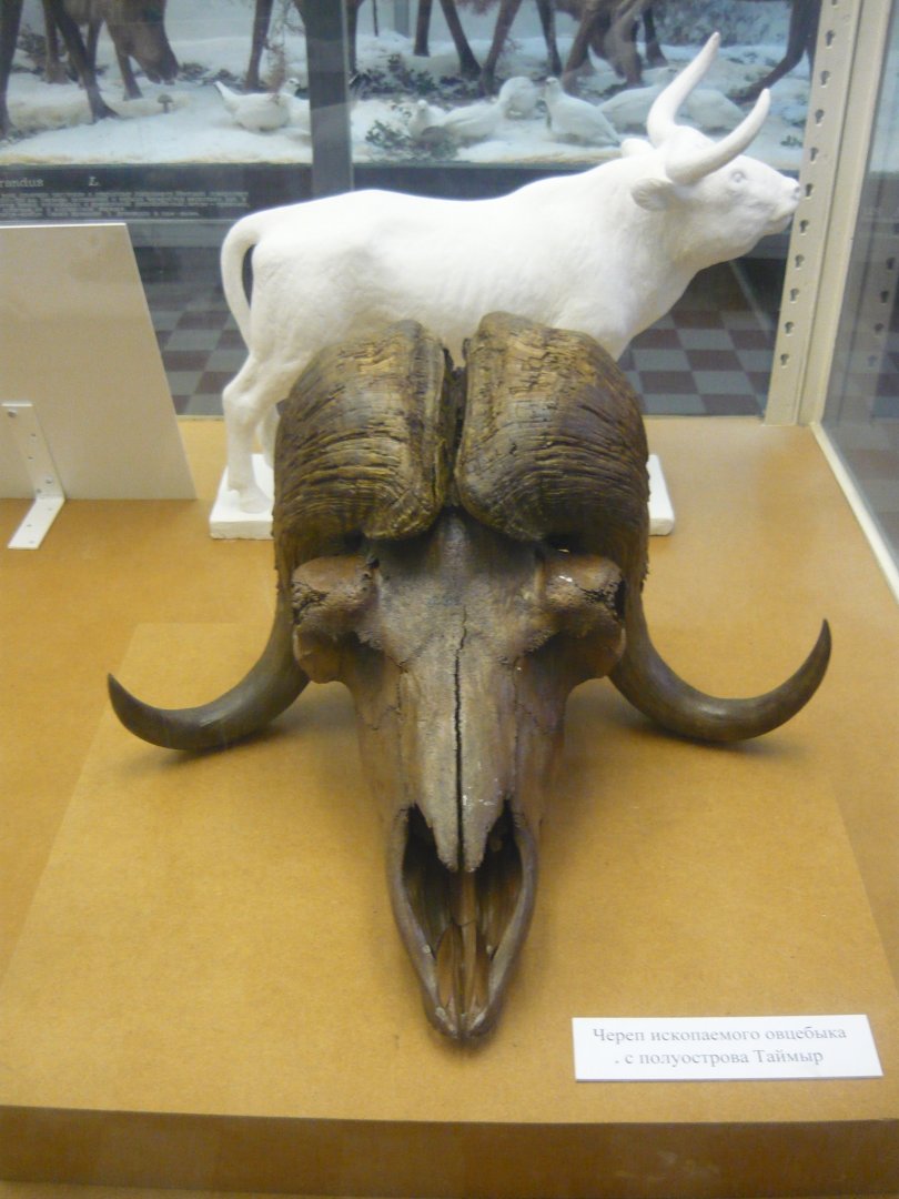Pleistocene Muskox skull