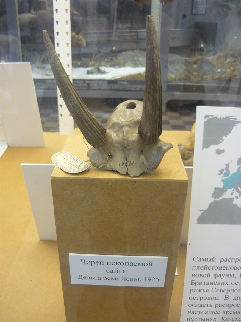 Pleistocene Saiga skull fragment