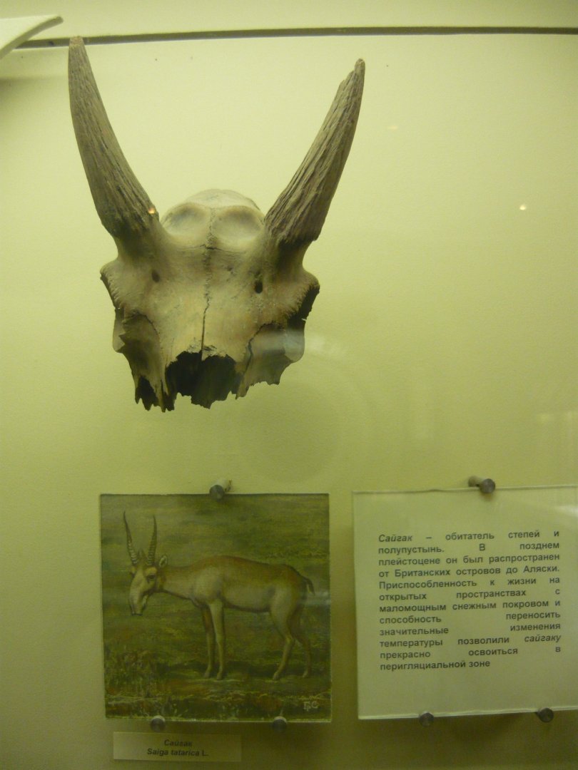 Pleistocene Saiga skull fragment