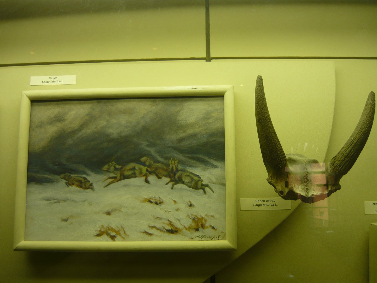Pleistocene Saiga skull fragment