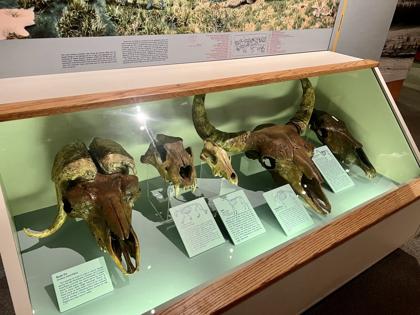 Pleistocene Skulls