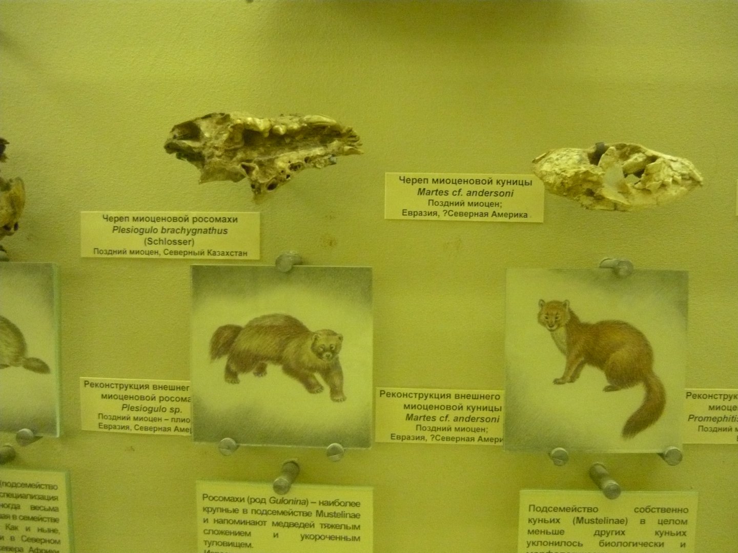 Plesiogulo brachygnathus and Martes cf. andersoni skulls