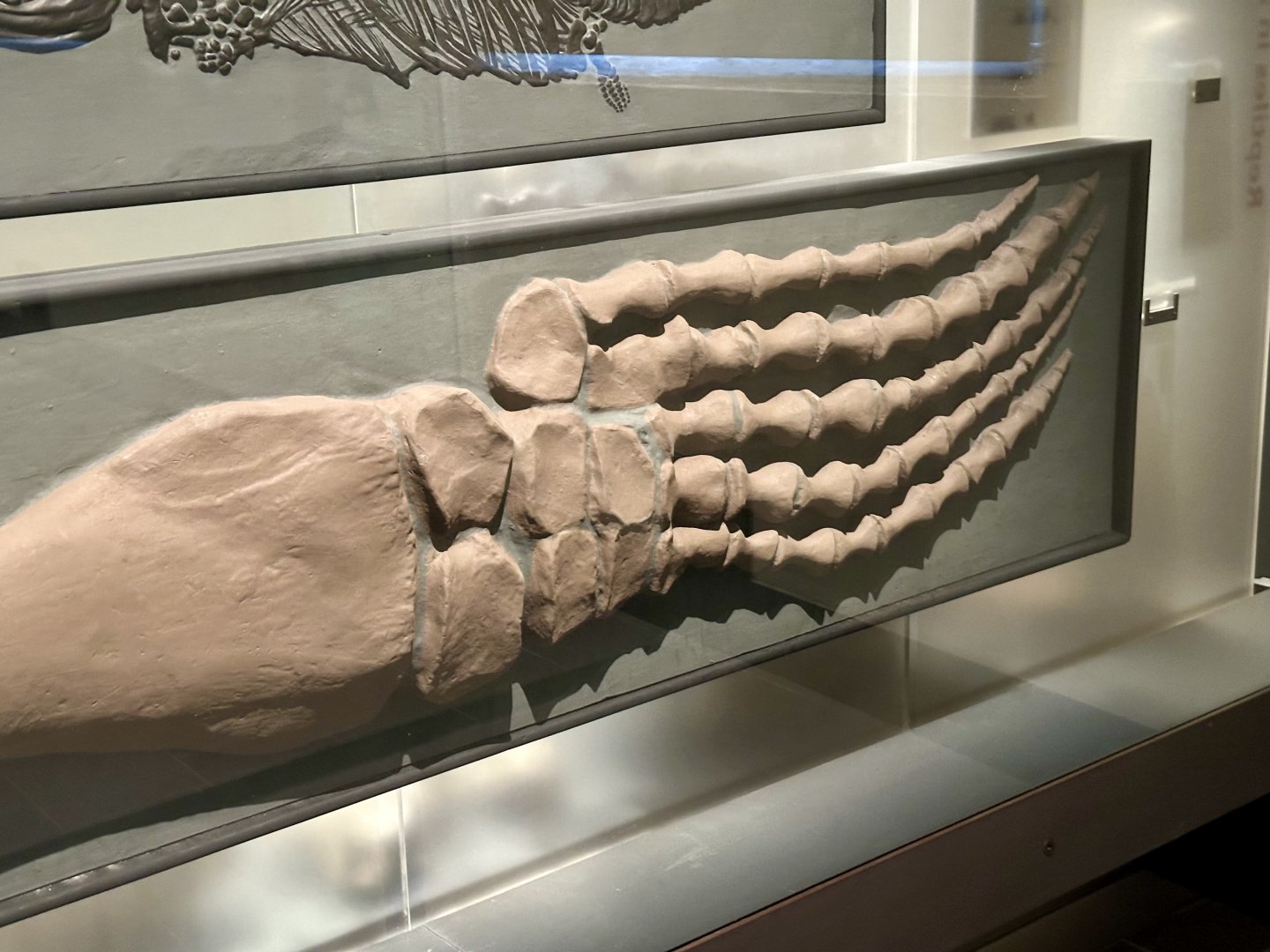 Plesiosaur Paddle Bone