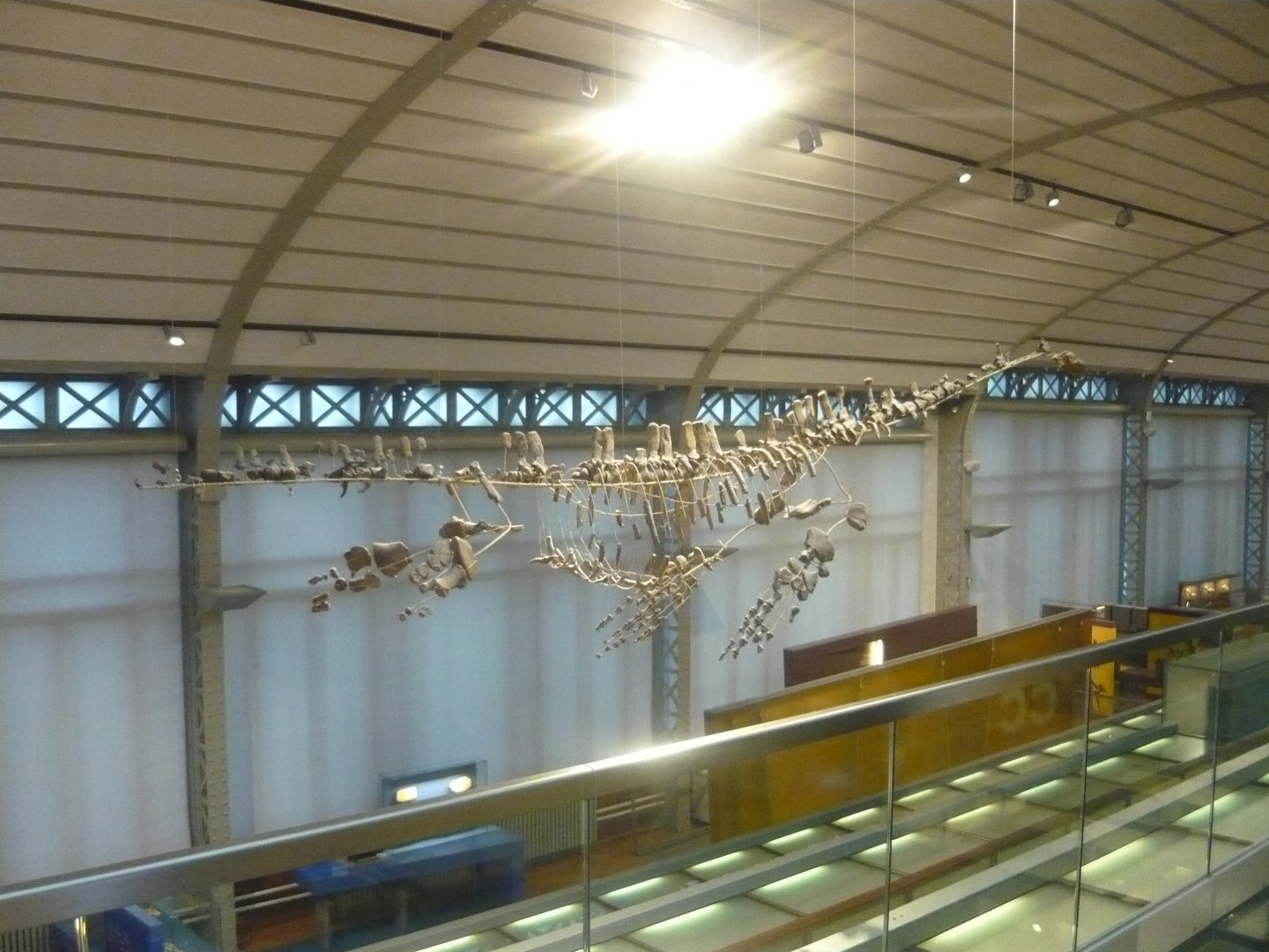 Plesiosaur skeleton