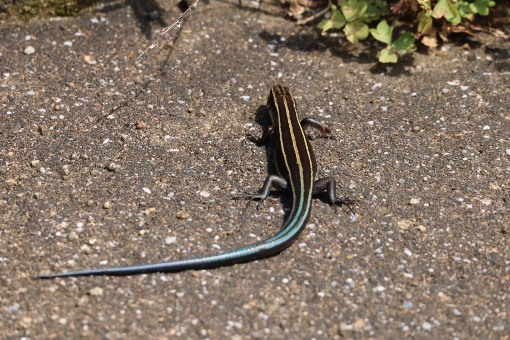 Plestiodon Japonicus