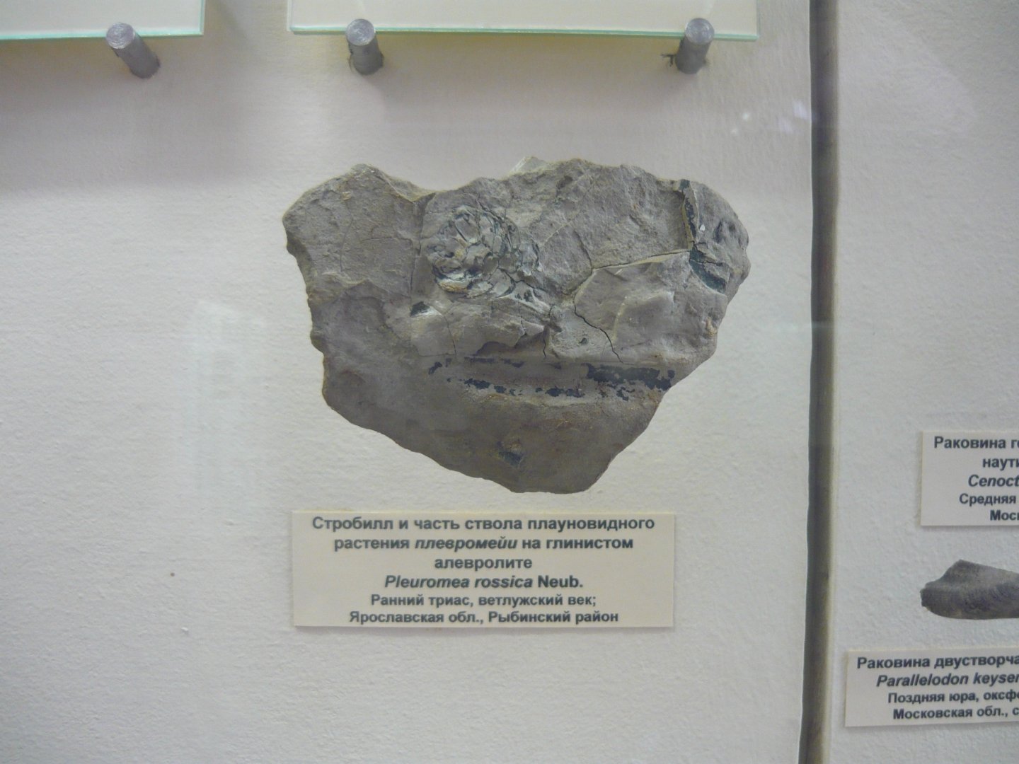 Pleuromeia rossica stem fragment and strobilus