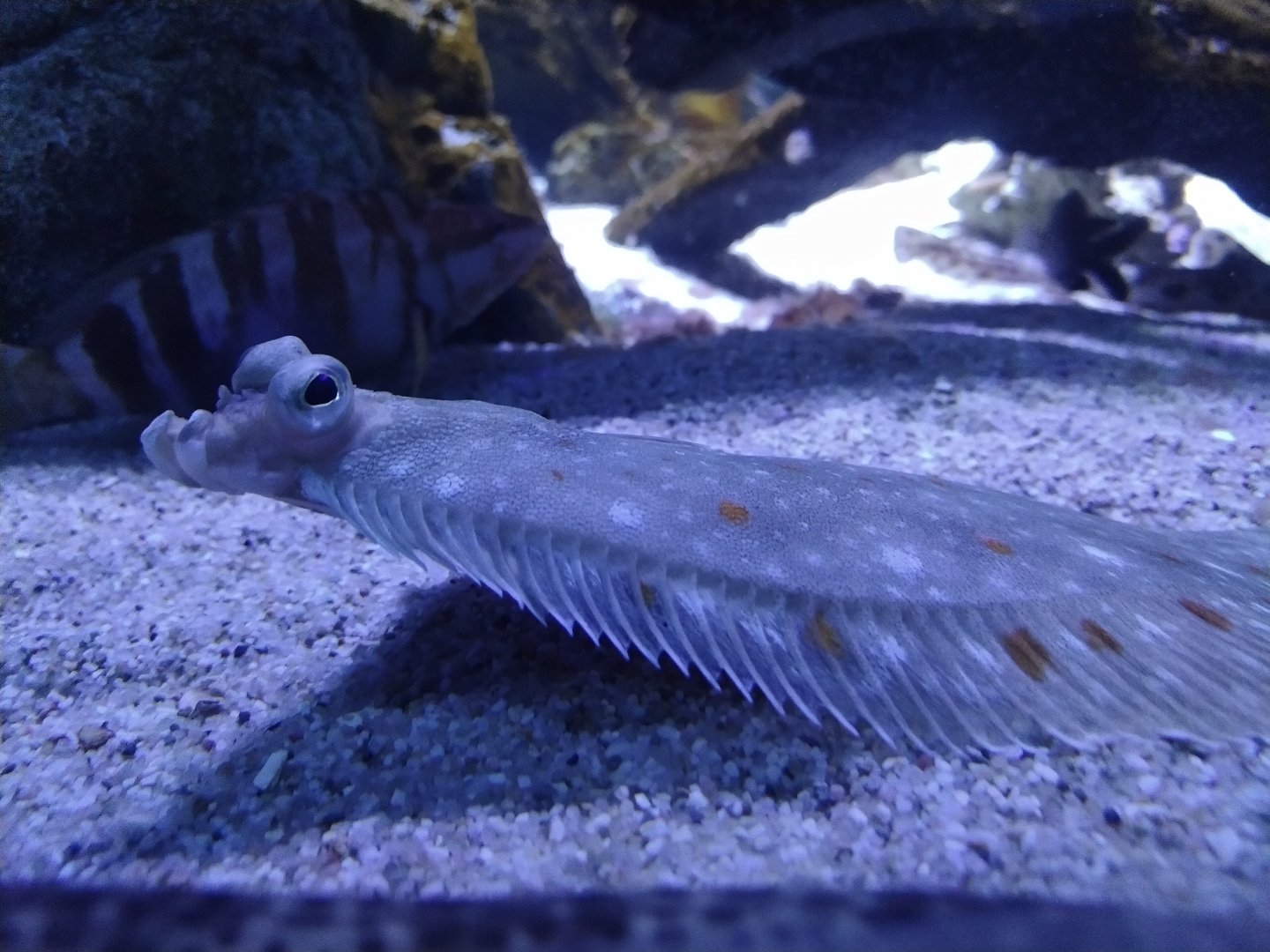 Pleuronectes platessa at sealife