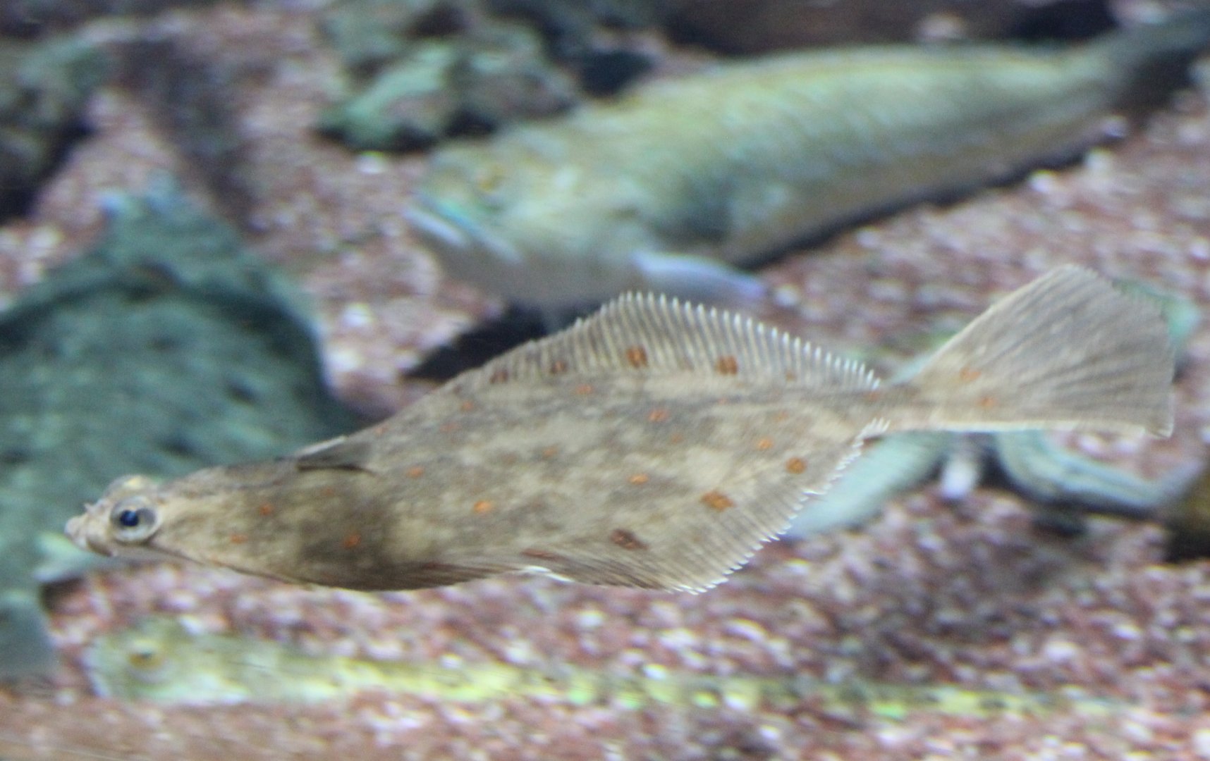 Pleuronectes platessa