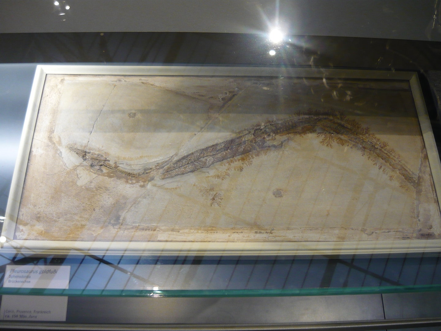 Pleurosaurus goldfussi