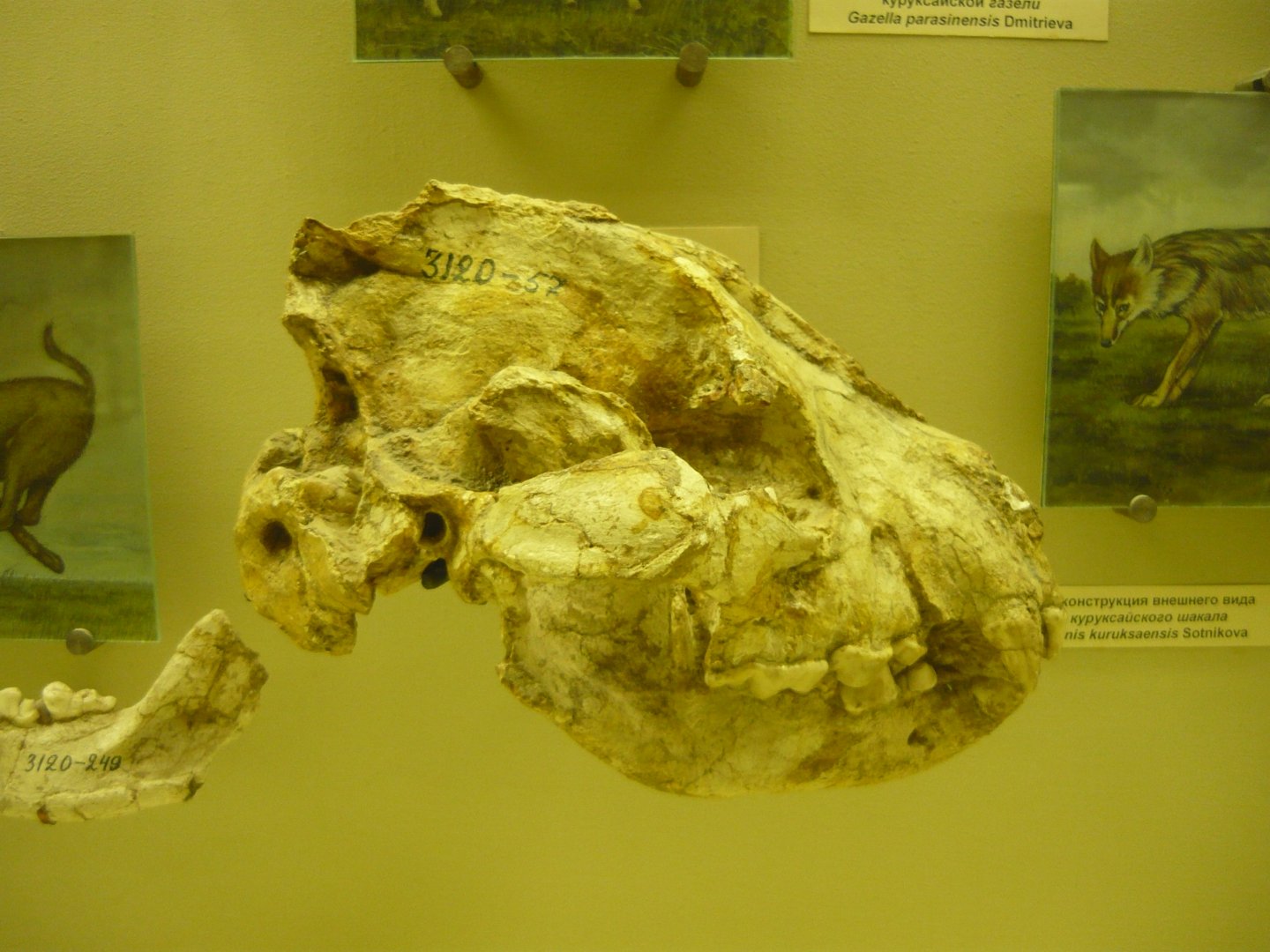 Pliocrocuta perrieri skull