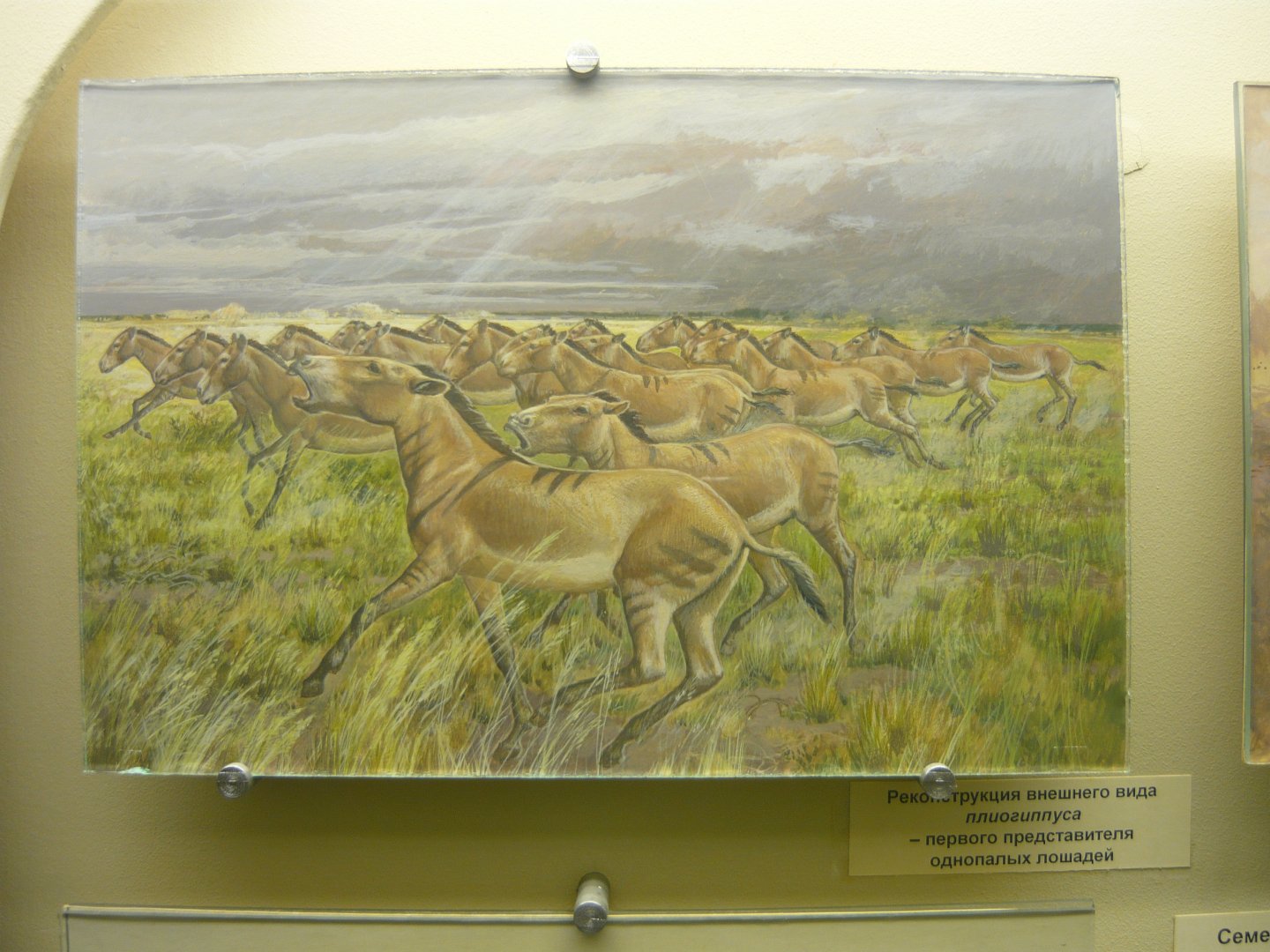 Pliohippus reconstruction