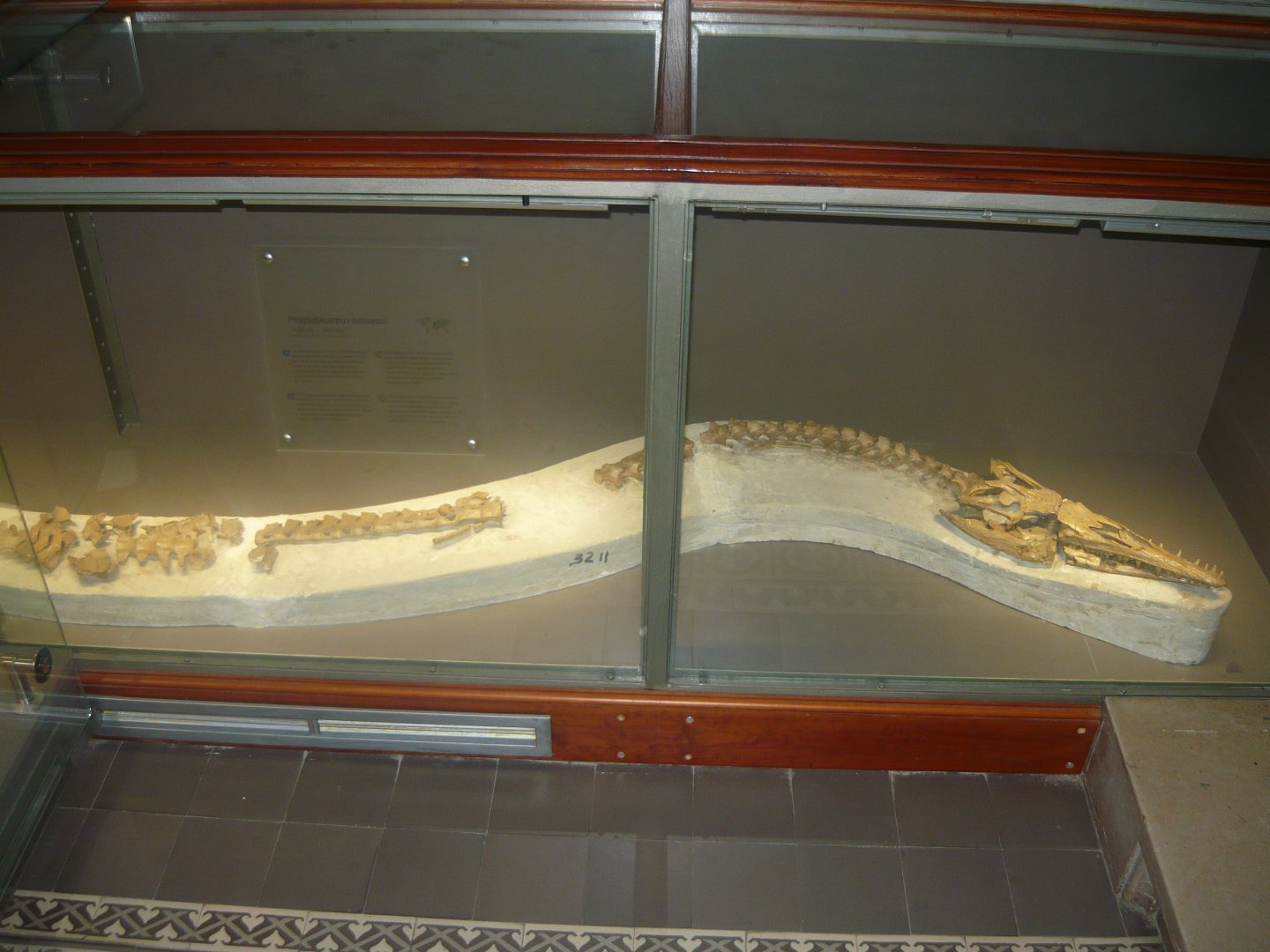 Plioplatecarpus houseaui