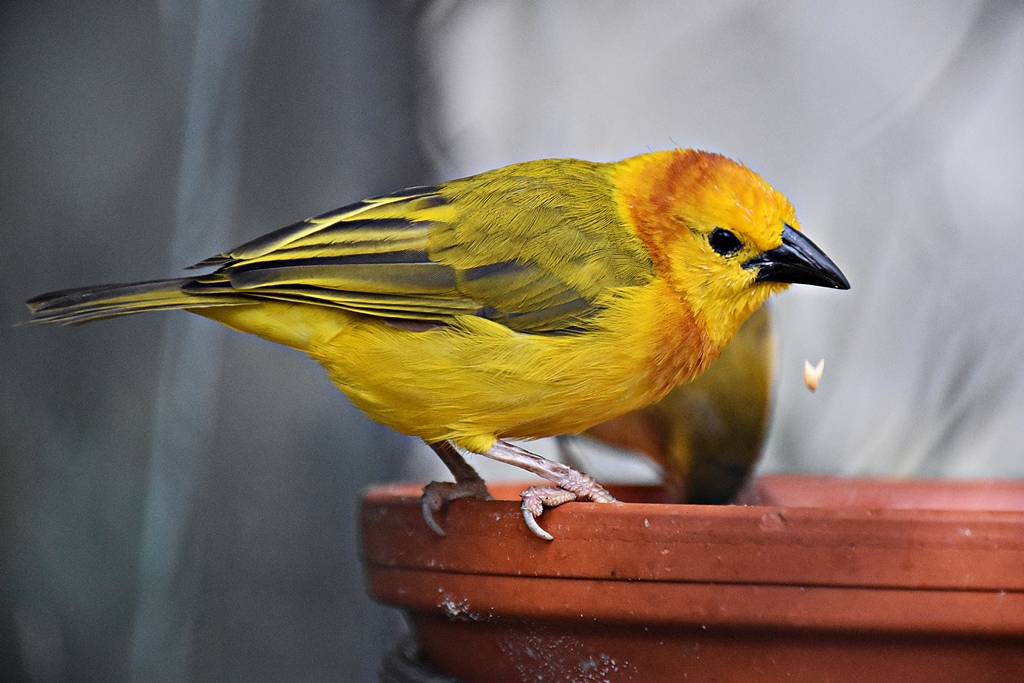 Ploceus castaneiceps