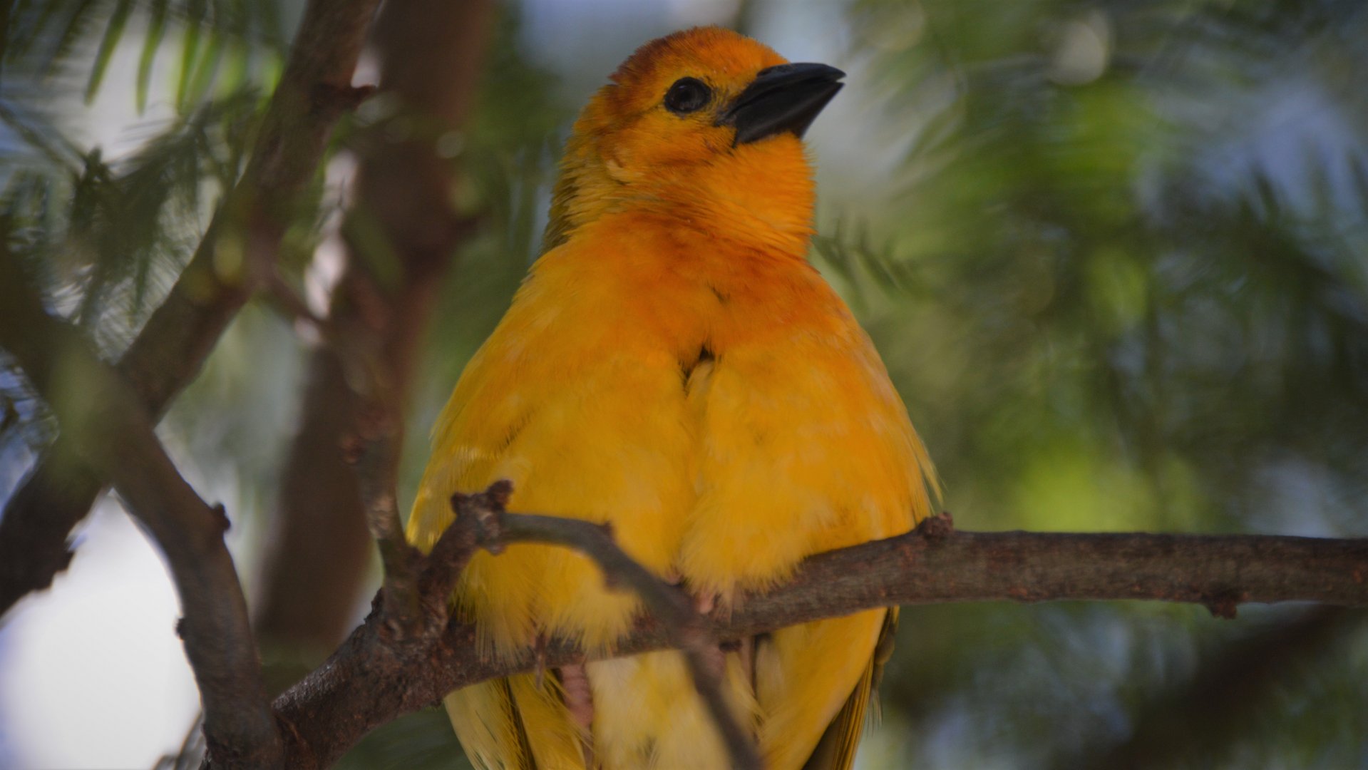 Ploceus castaneiceps