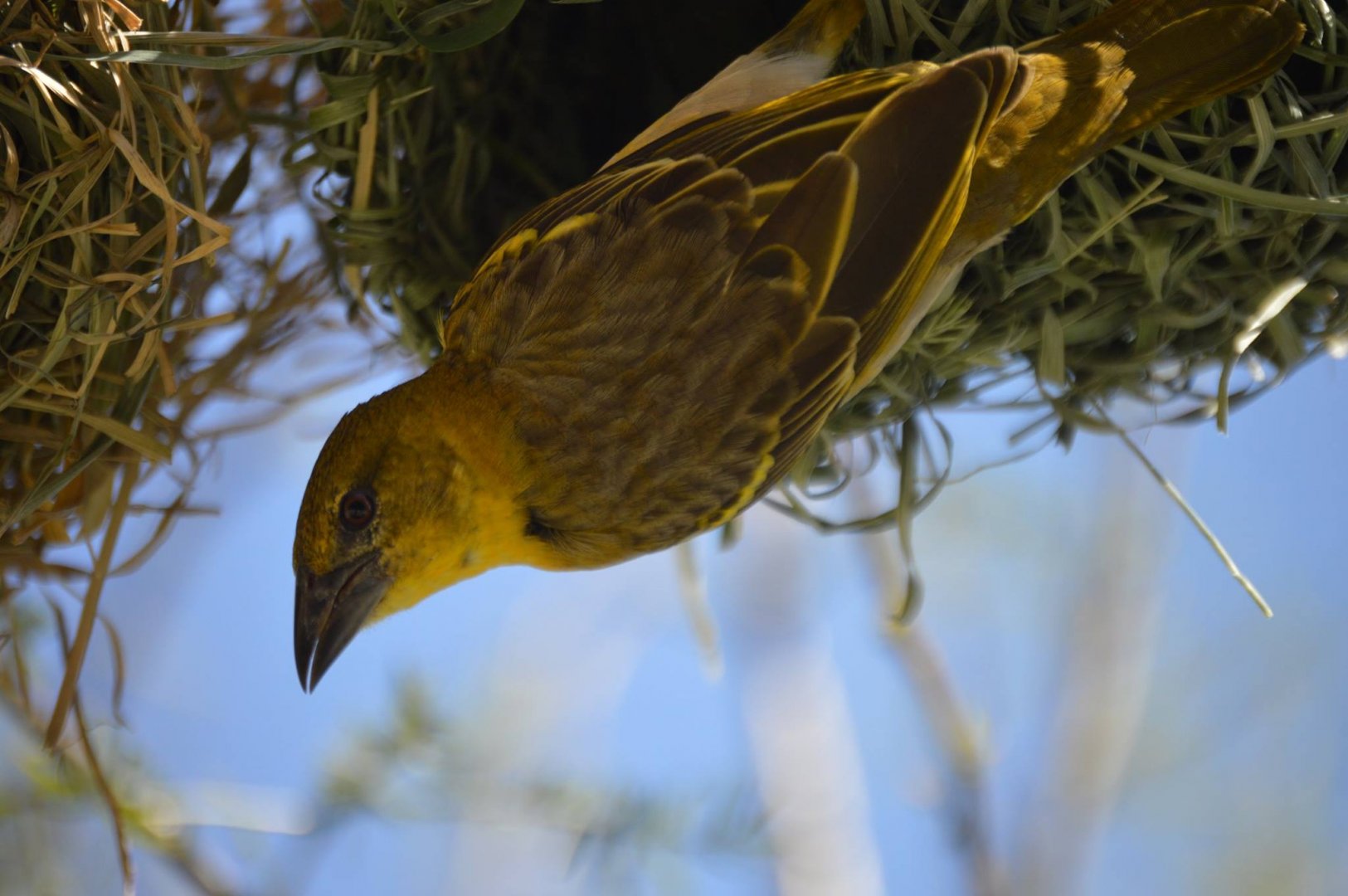Ploceus melanocephalus