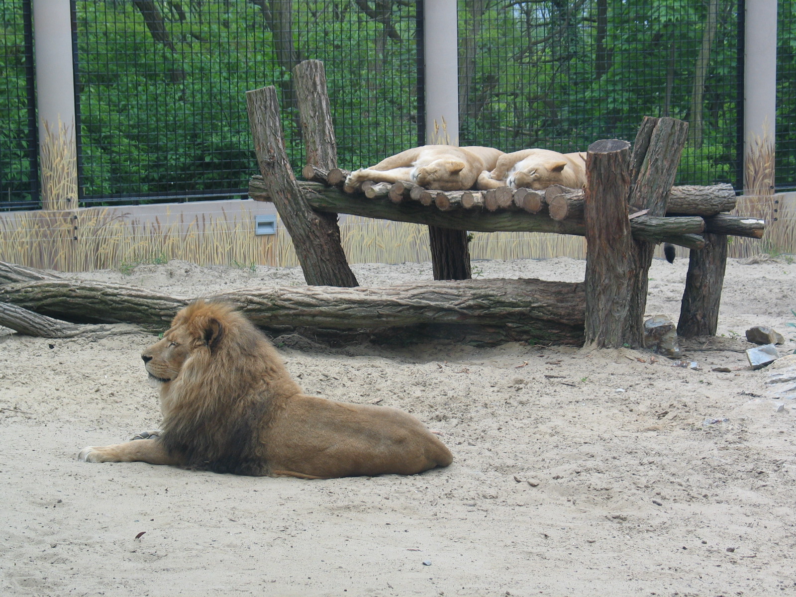 Plock Zoo / May 2005