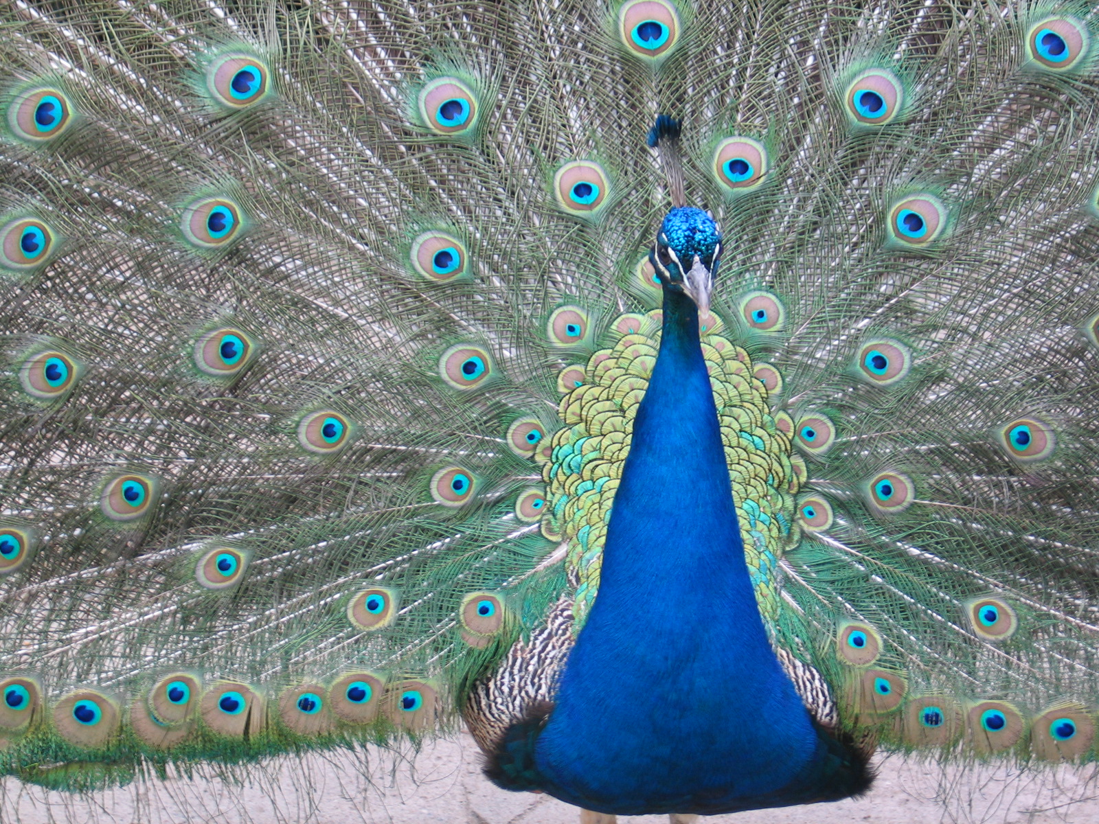 Plock Zoo / May 2005