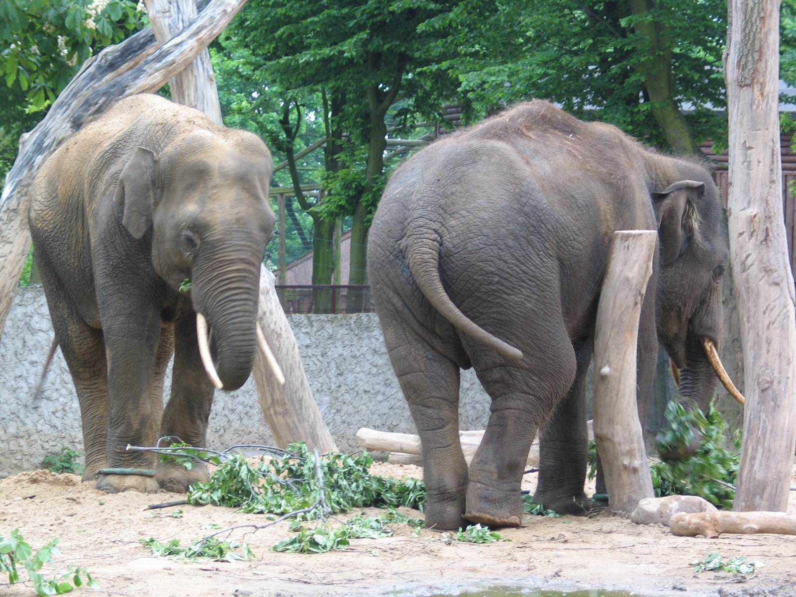 Plock Zoo / May 2005