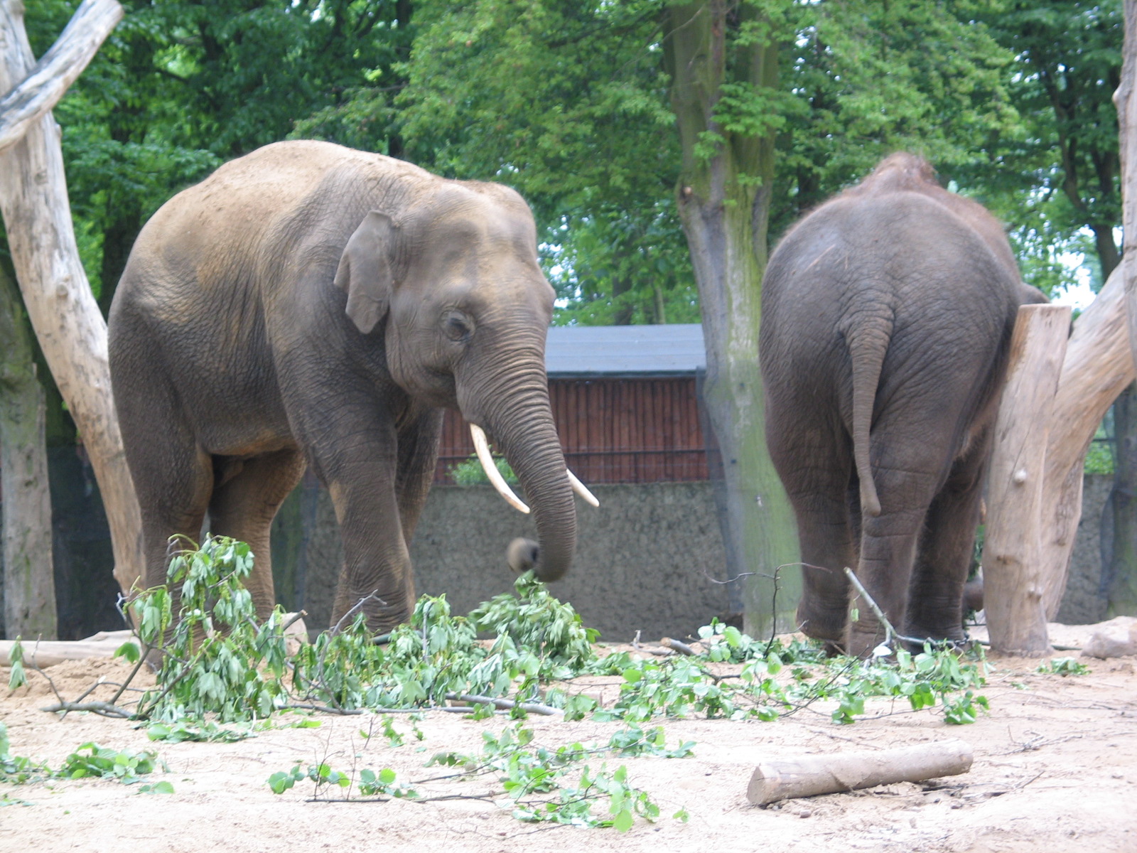 Plock Zoo / May 2005