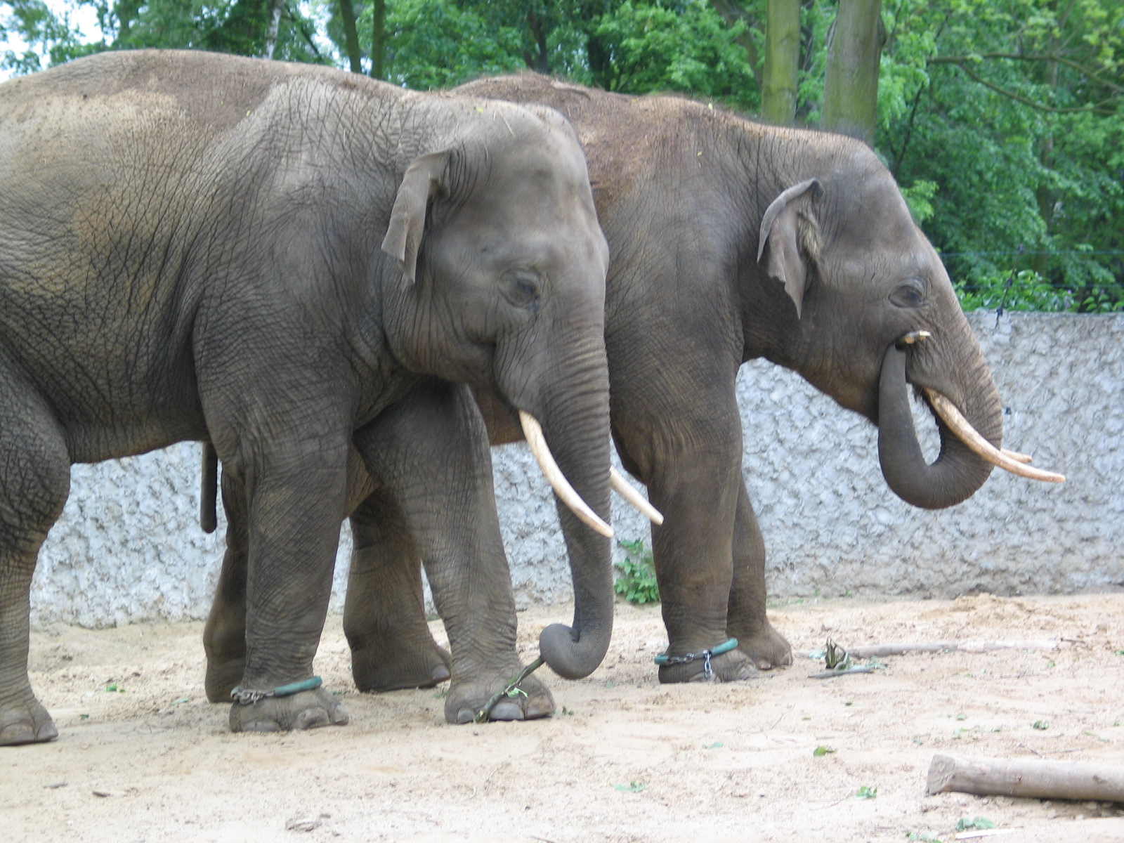 Plock Zoo / May 2005