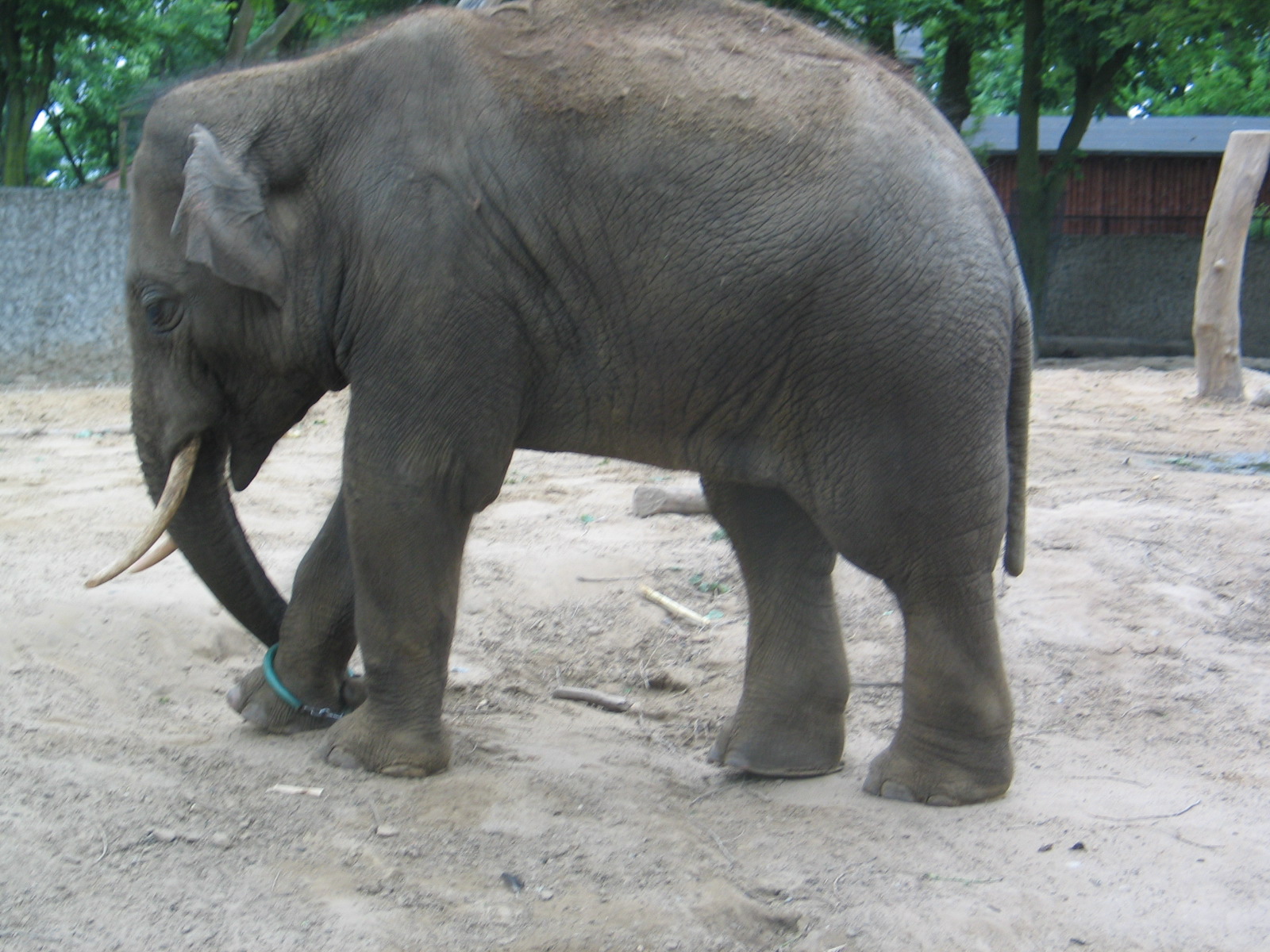 Plock Zoo / May 2005