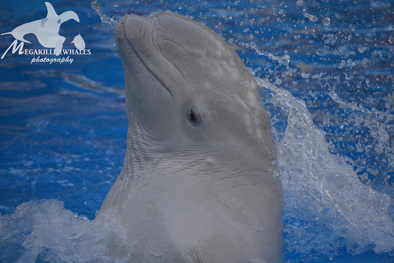 Plombir~ Nemo Kharkiv Ukraine