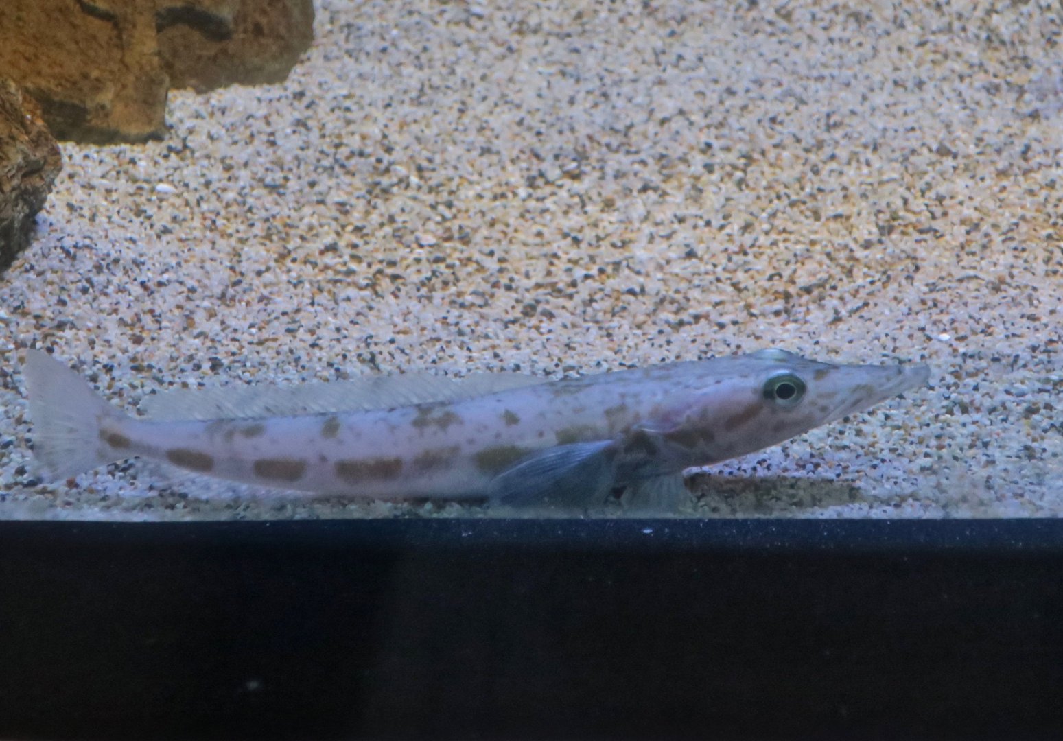 Ploughfish (Gymnodraco acuticeps)