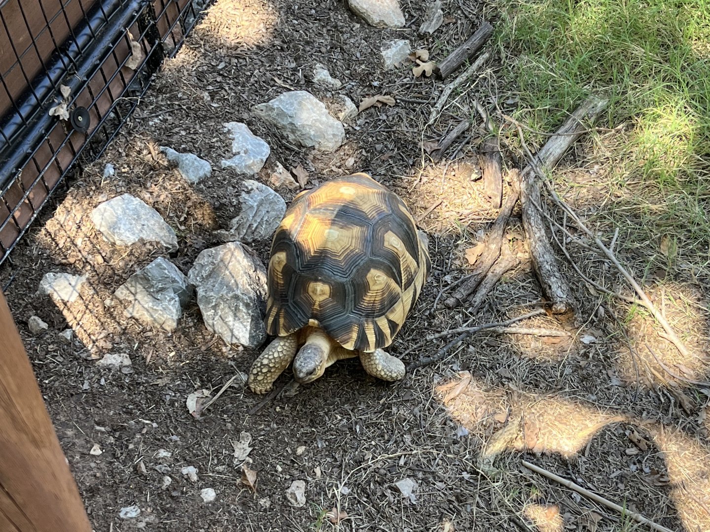 Ploughshare (Angonoka) Tortoise (Astrochelys yniphora)