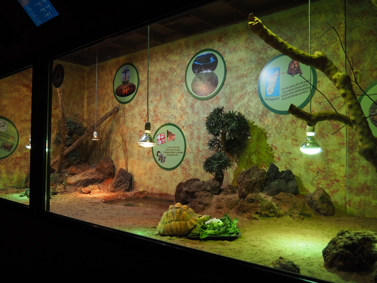 Ploughshare tortoise and Southeastern girdled lizard terrarium, 2019-10-04