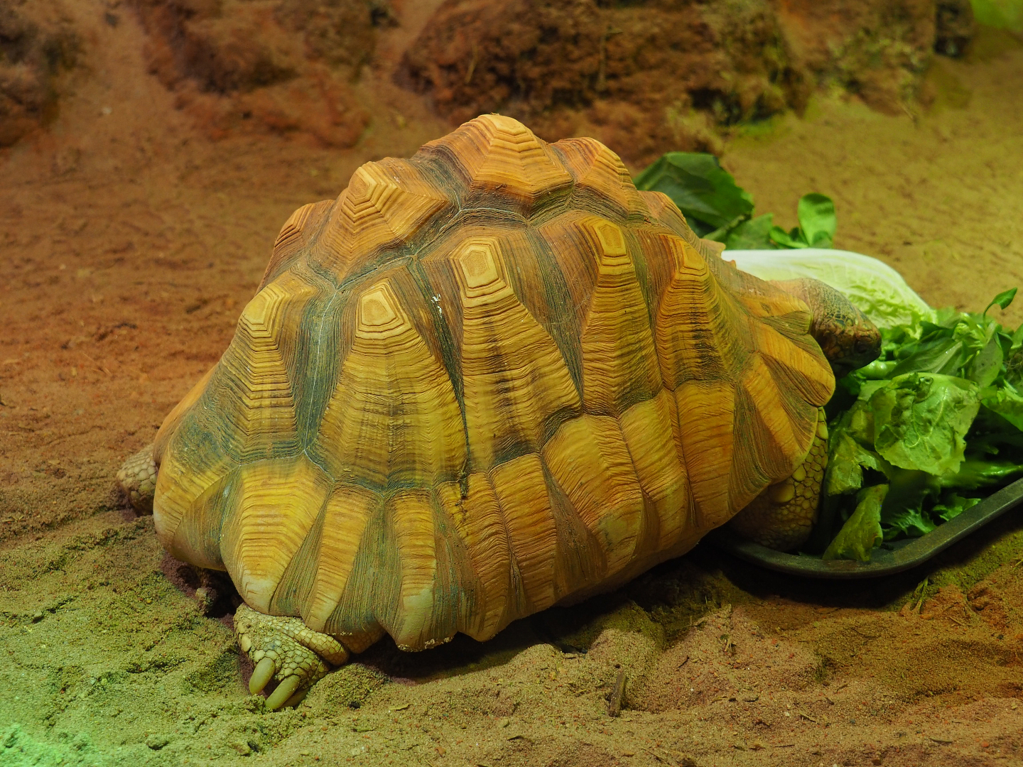 Ploughshare tortoise (Astrochelys yniphora), 2019-10-04