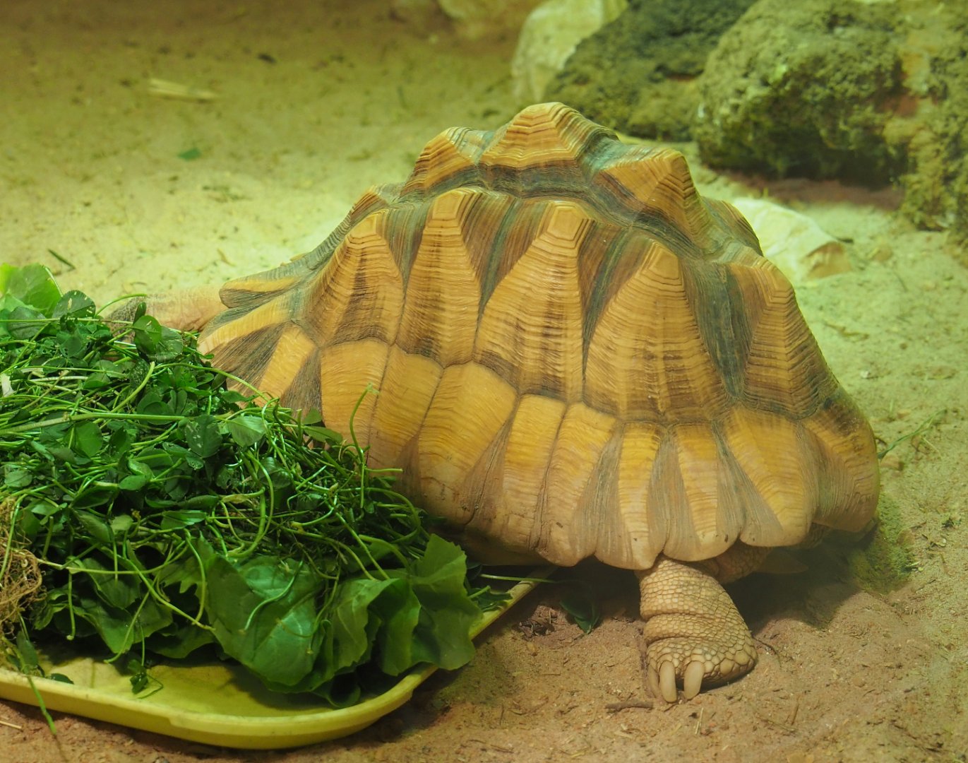 Ploughshare tortoise (Astrochelys yniphora), 2020-09-02