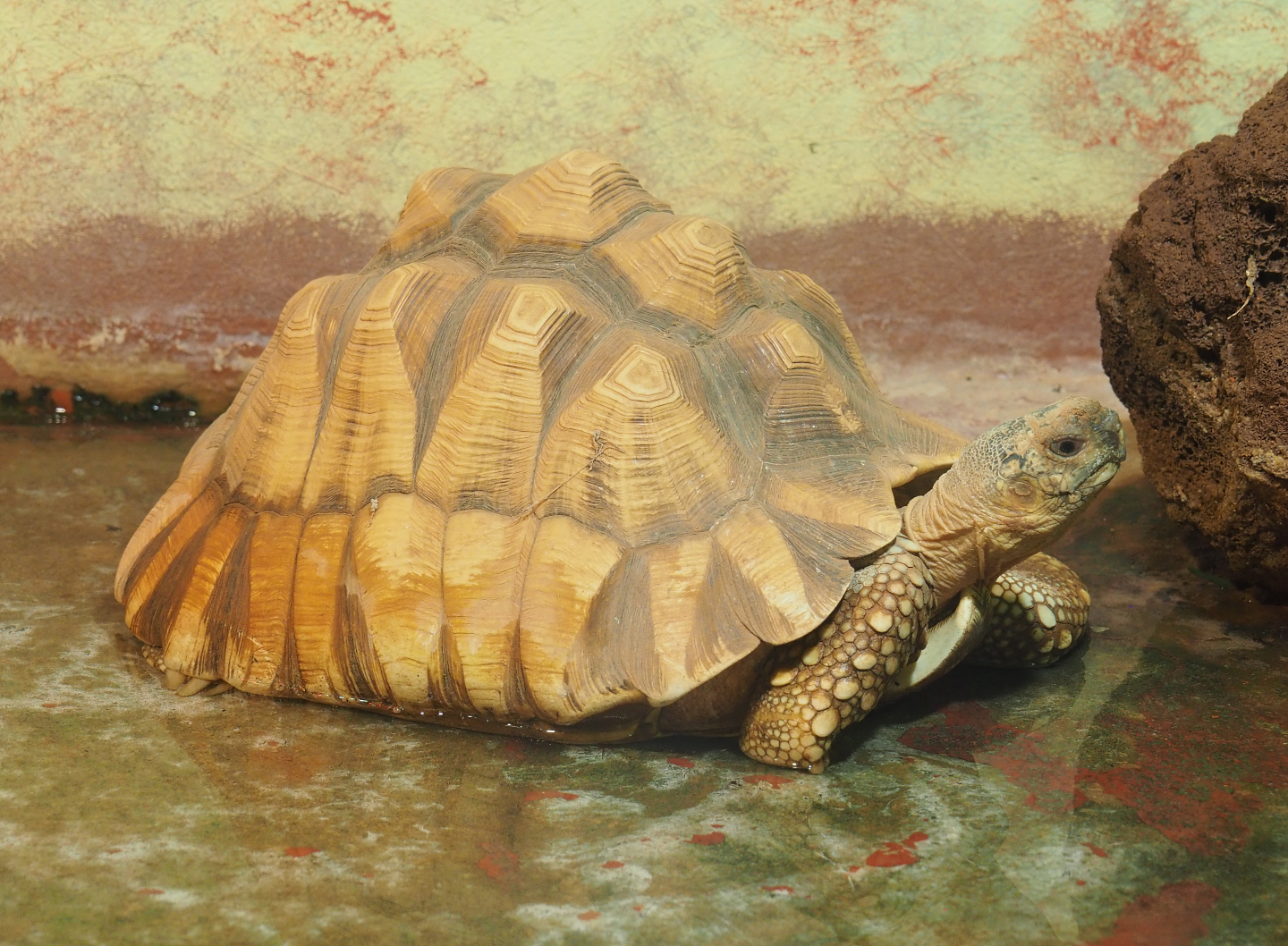 Ploughshare tortoise (Astrochelys yniphora), 2022-09-14
