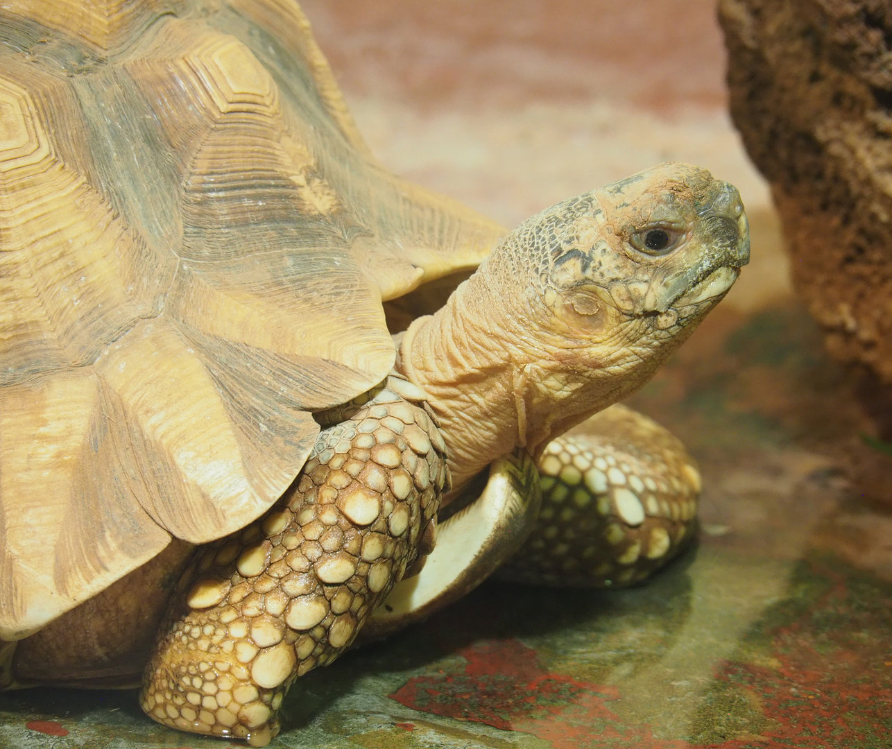 Ploughshare tortoise (Astrochelys yniphora), 2022-09-14