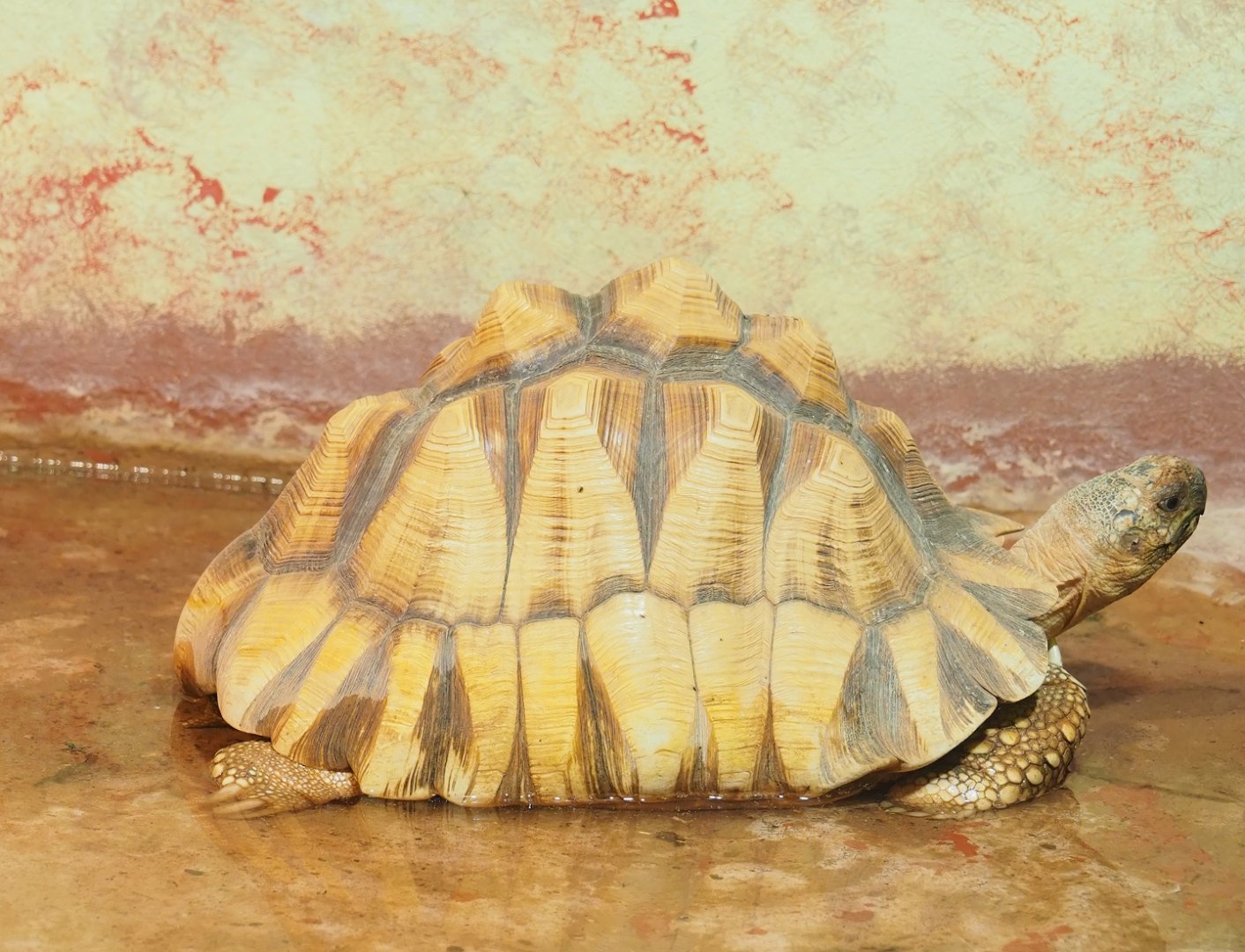 Ploughshare tortoise (Astrochelys yniphora), 2023-05-15