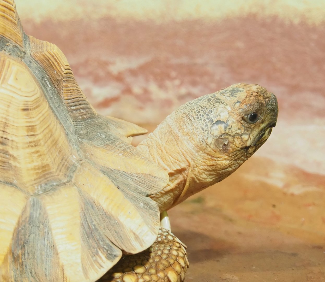Ploughshare tortoise (Astrochelys yniphora), 2023-05-15