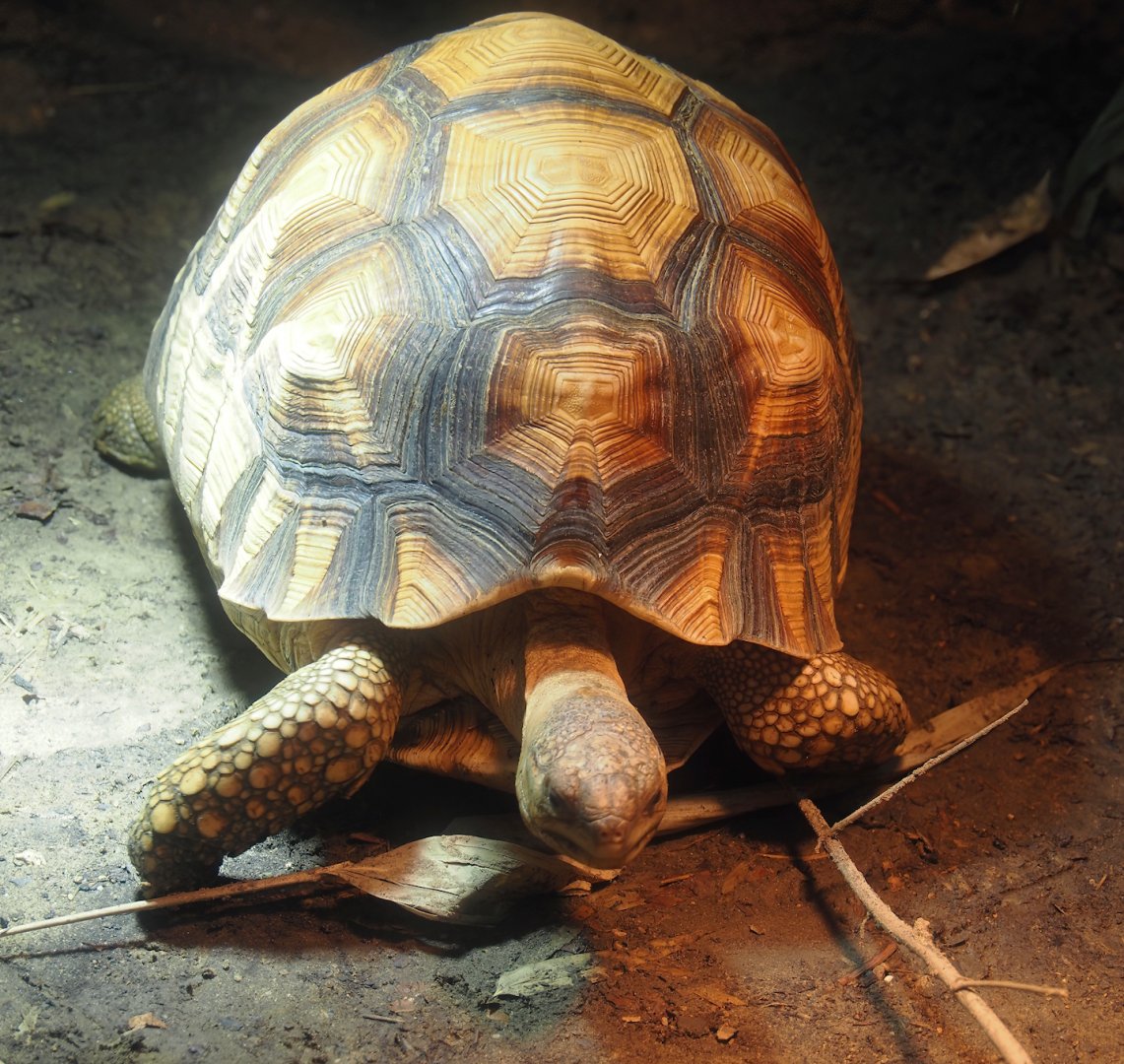 Ploughshare tortoise (Astrochelys yniphora), 2024-06-30