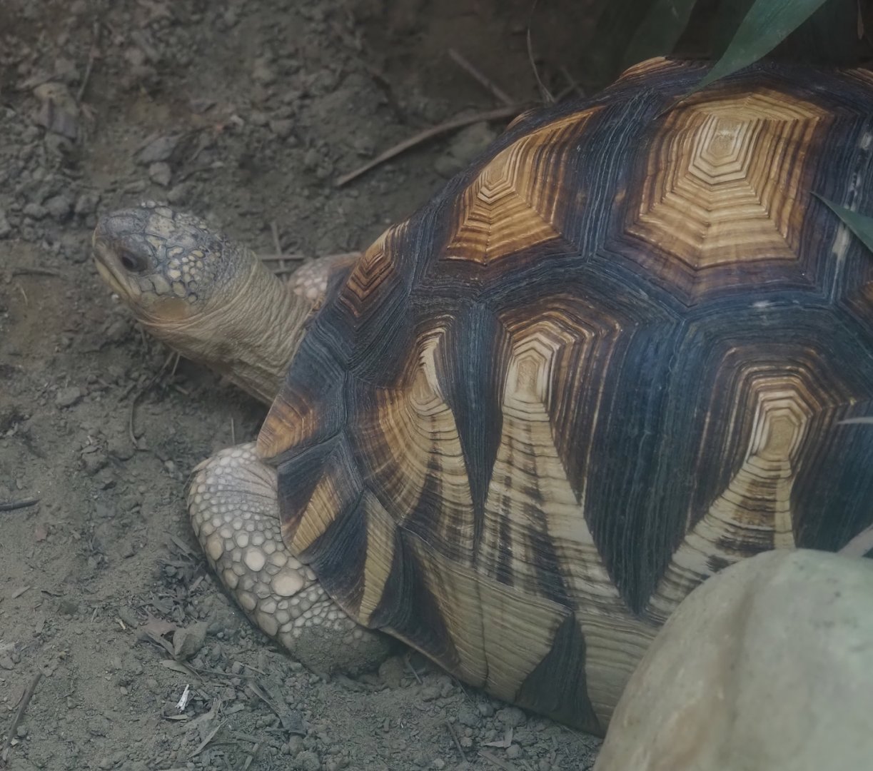 Ploughshare tortoise (Astrochelys yniphora), 2024-06-30