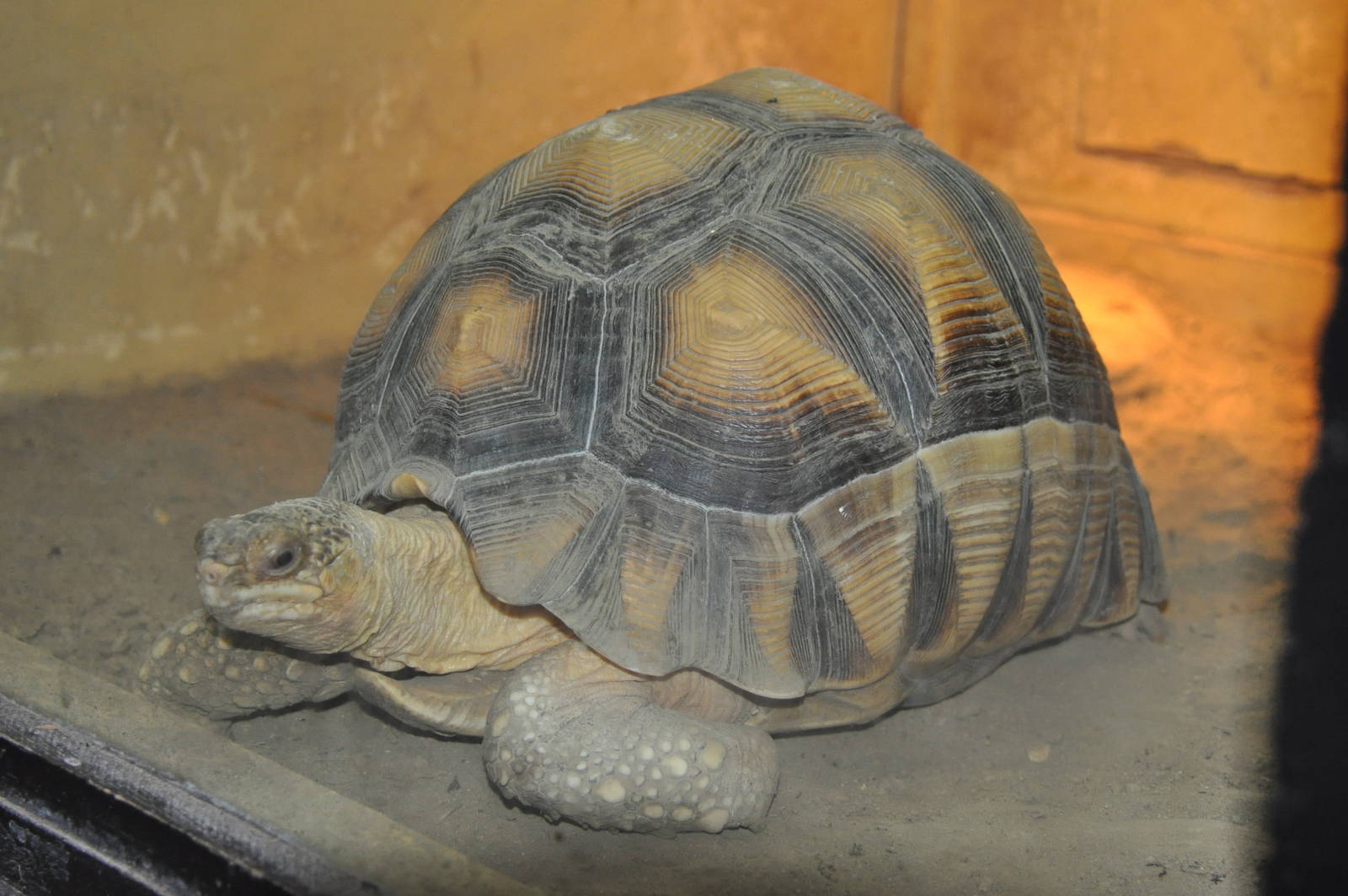 Ploughshare tortoise/ Astrochelys yniphora