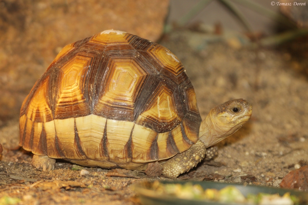 Ploughshare Tortoise (Astrochelys yniphora)