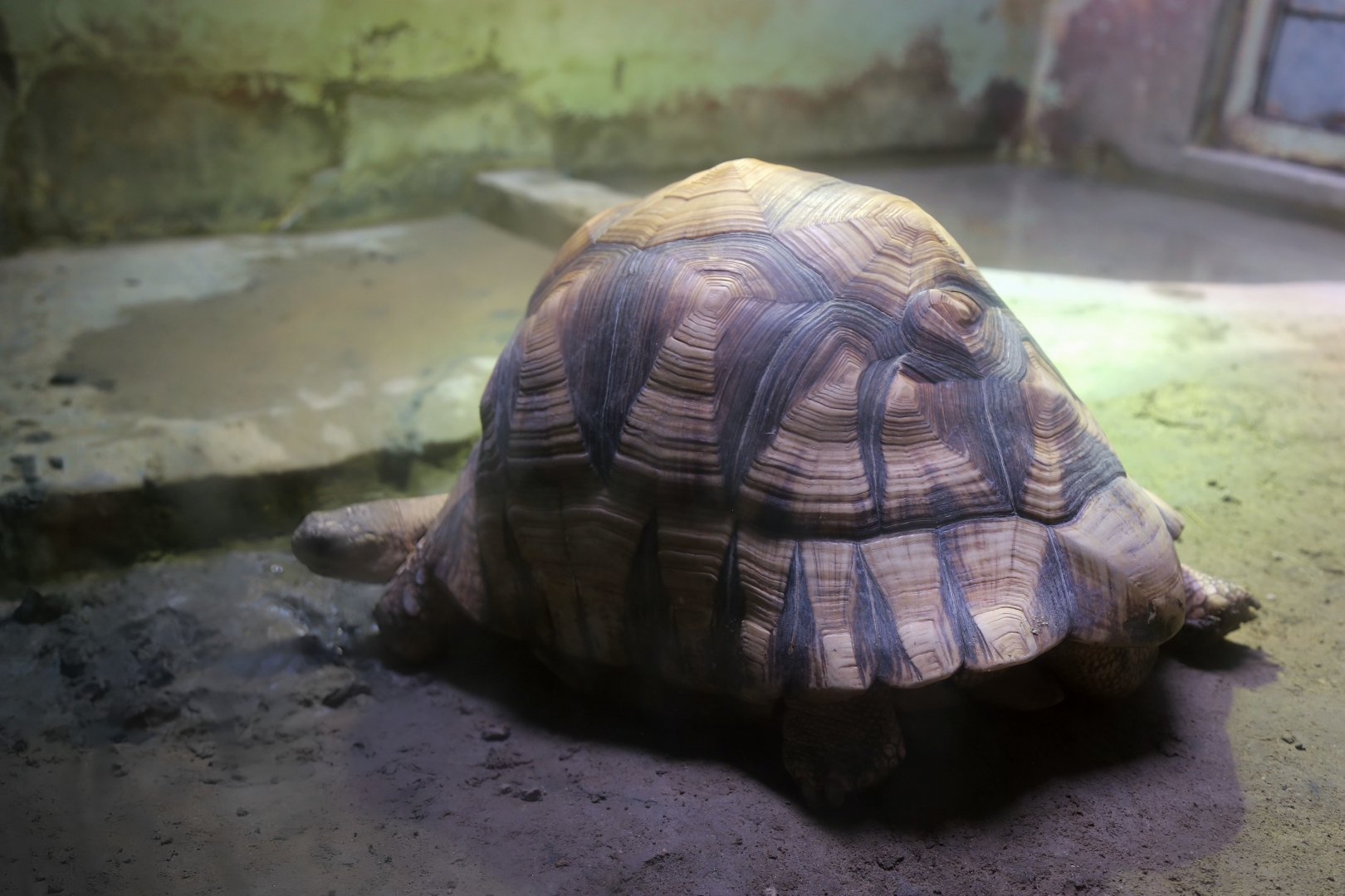 Ploughshare Tortoise (Astrochelys yniphora)