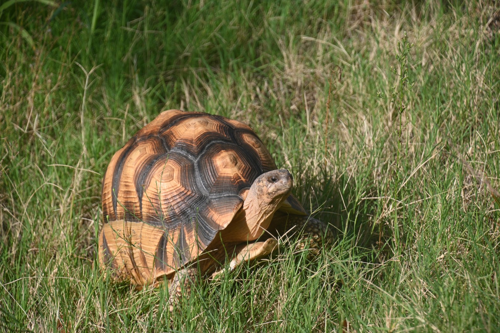 Ploughshare tortoise (Astrochelys yniphora)