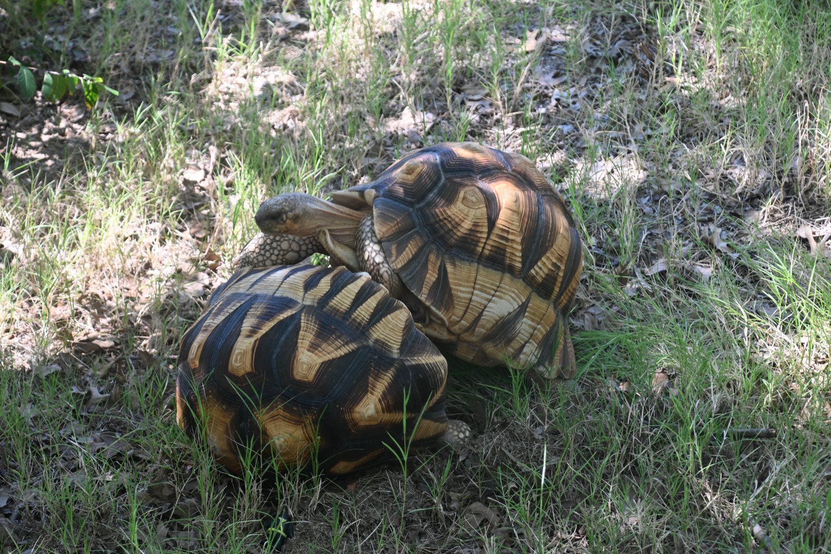 Ploughshare tortoise (Astrochelys yniphora)