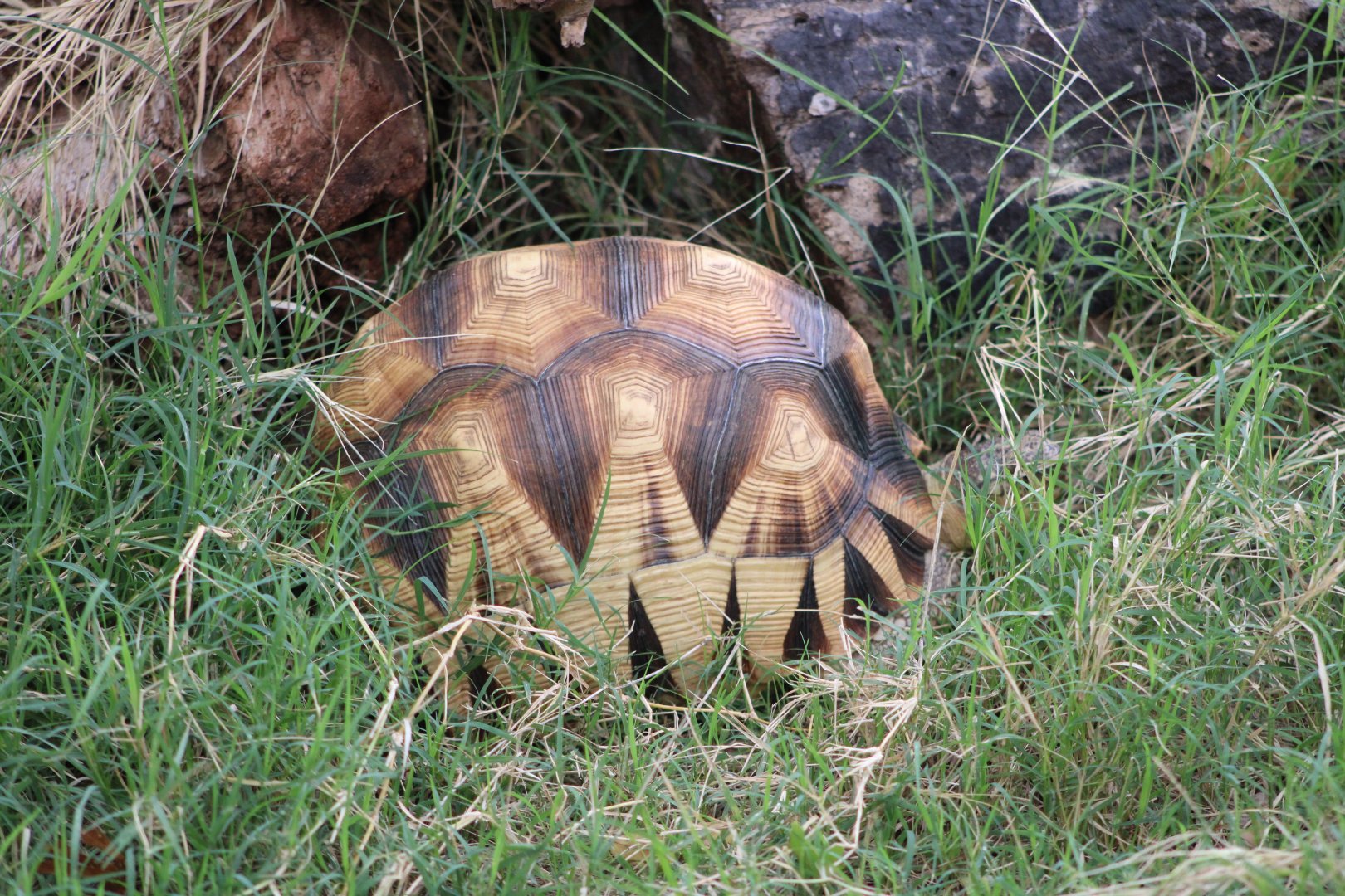 Ploughshare Tortoise (Astrochelys yniphora)