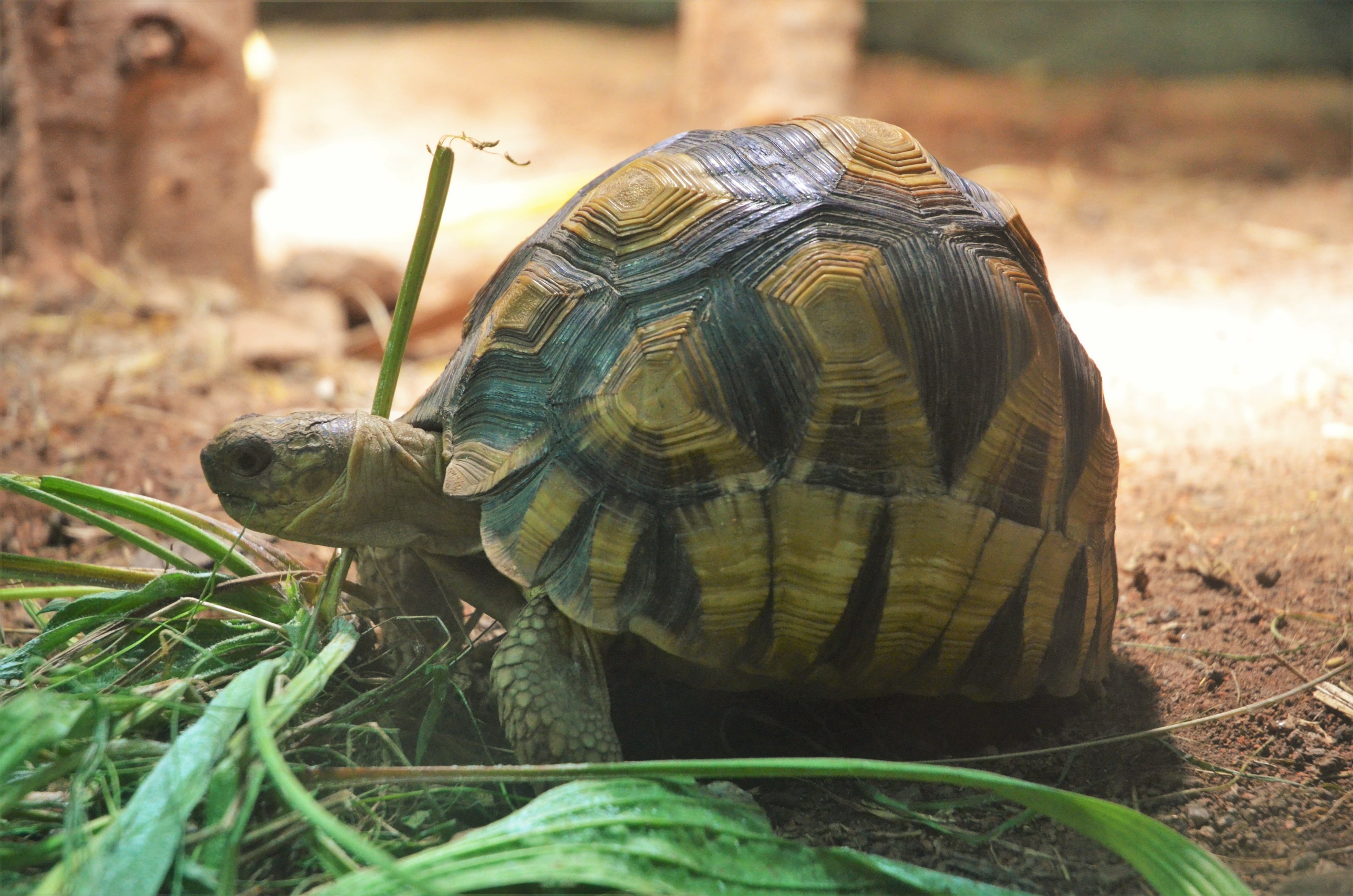Ploughshare Tortoise at Chester, 30/09/17