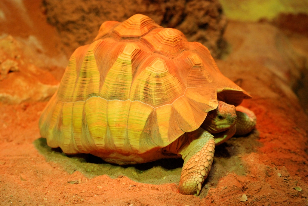 Ploughshare Tortoise at Pairi Daiza, 31/08/14