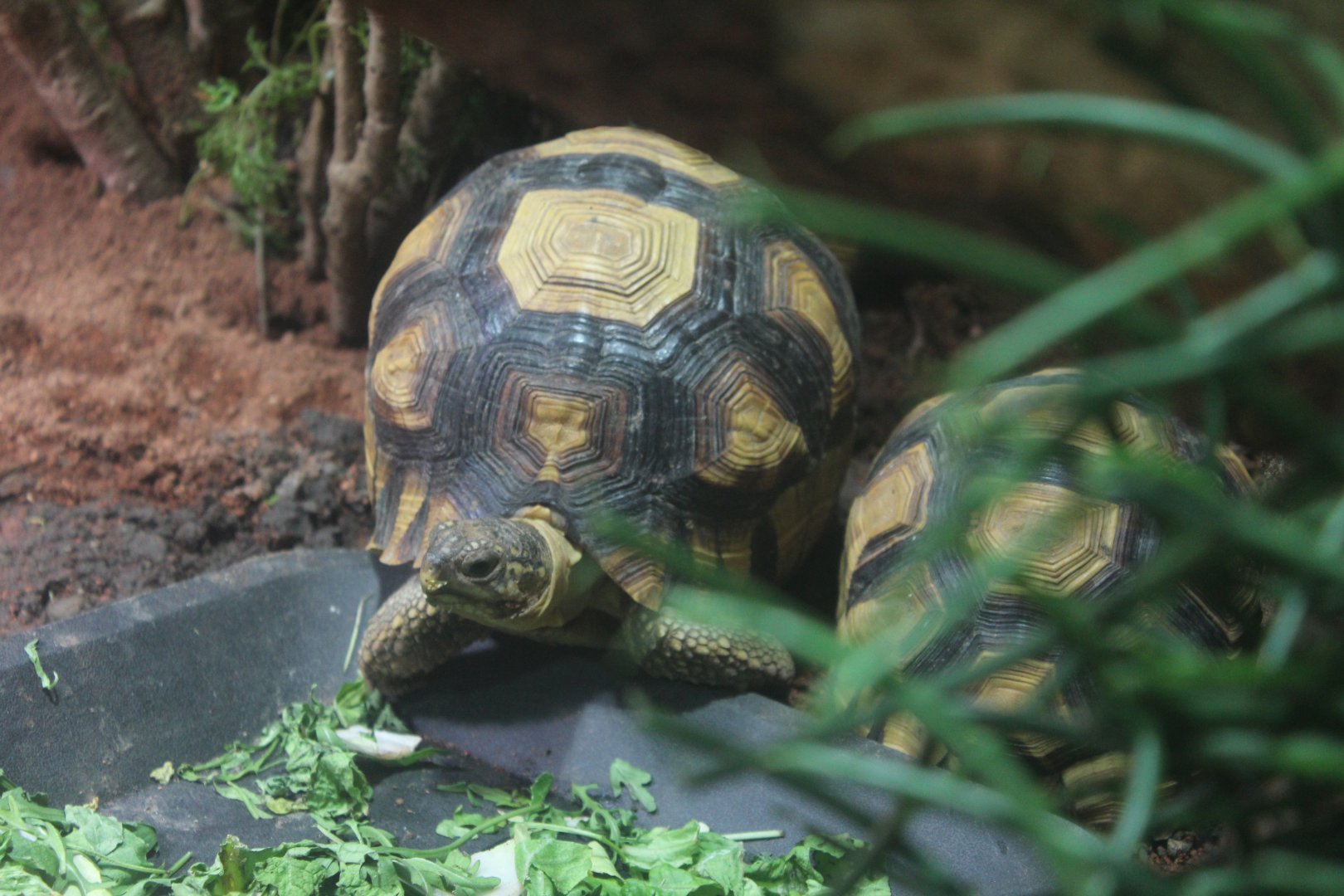Ploughshare tortoise Chester Zoo 11th February 2017