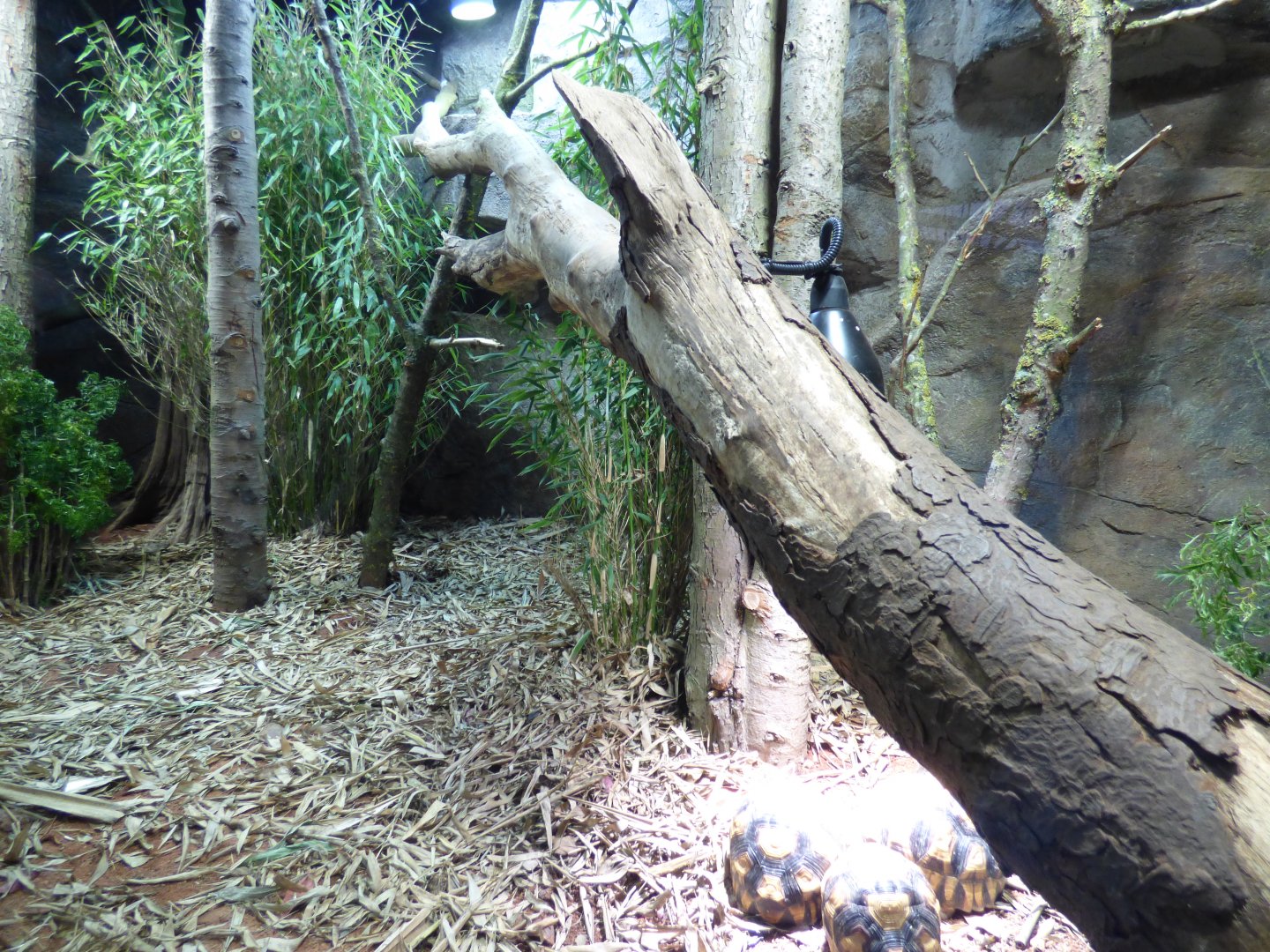 Ploughshare Tortoise Enclosure